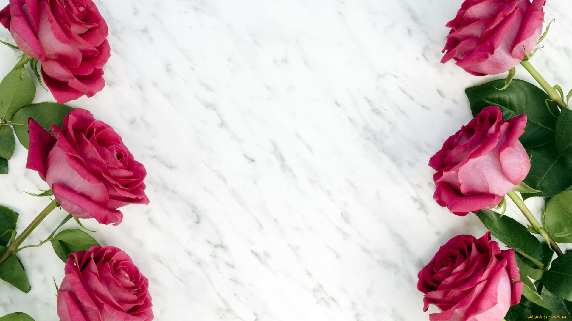 цветы, розы, бутоны