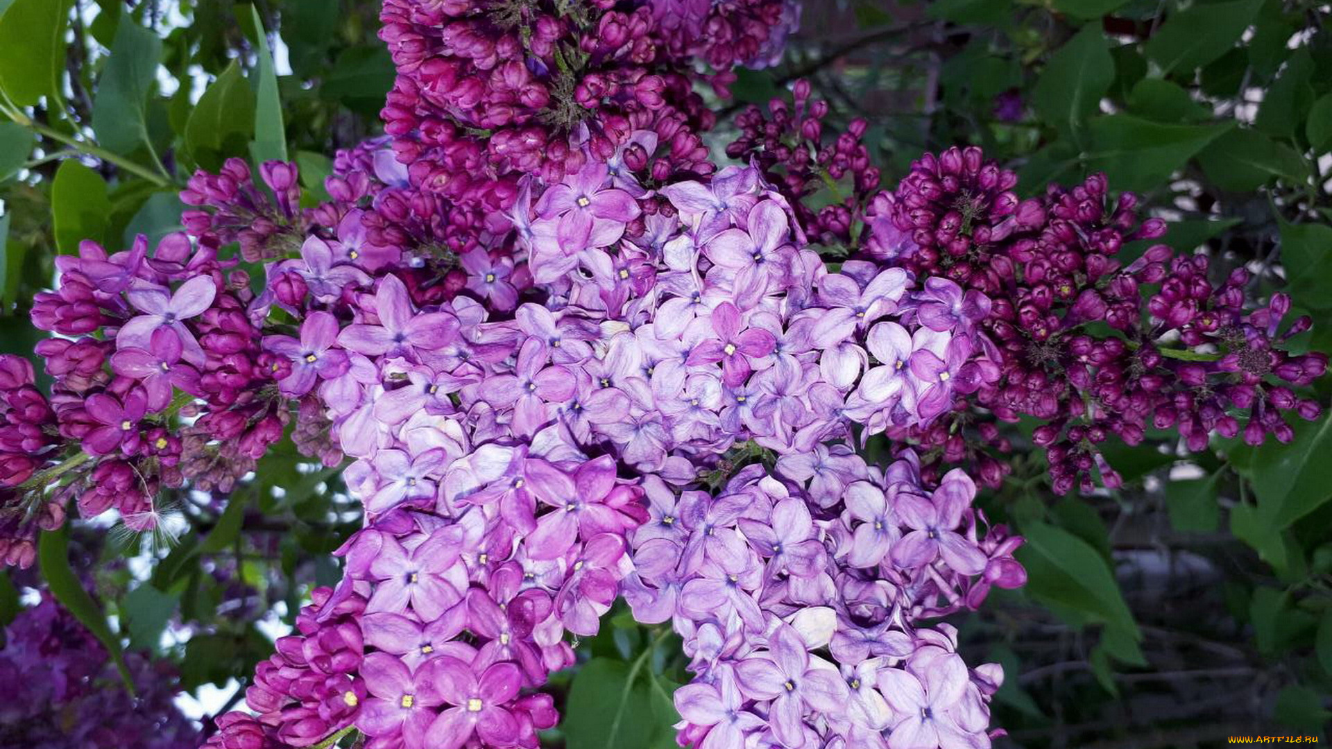 цветы, сирень, лиловый