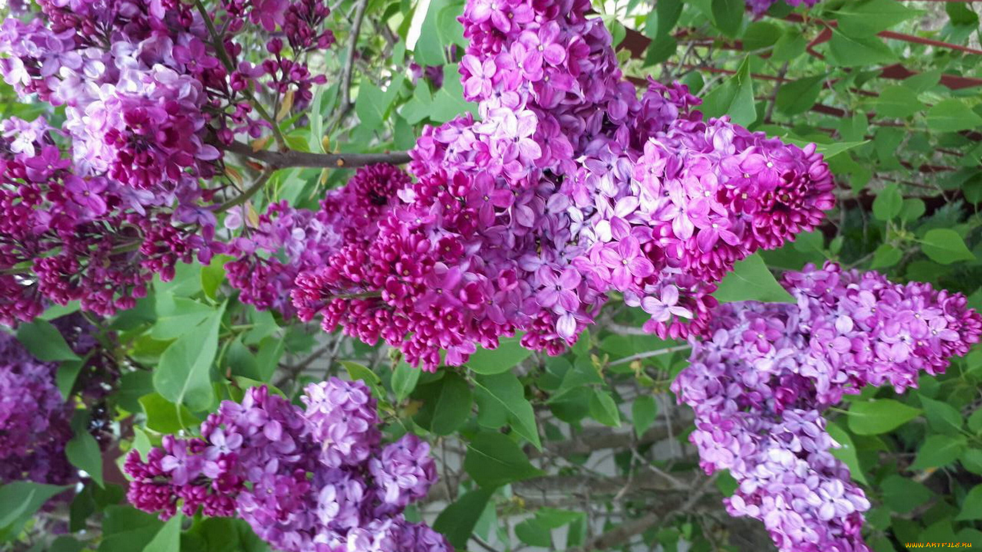 цветы, сирень, лиловый