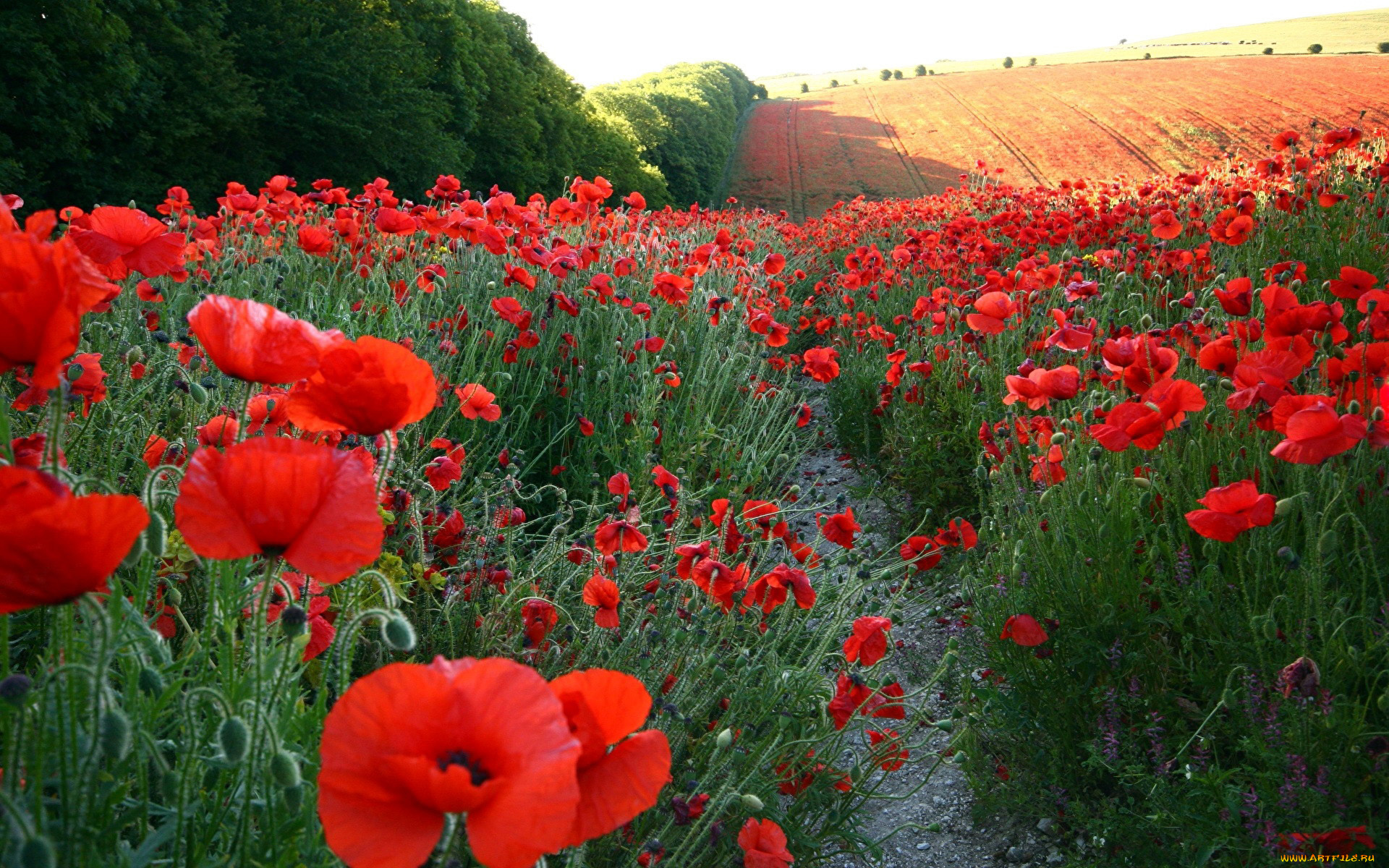 цветы, маки, алый