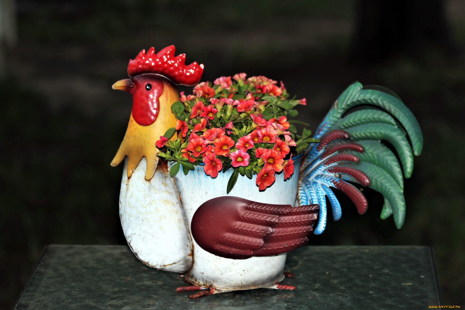 цветы, петунии, , калибрахоа, калибрахоа