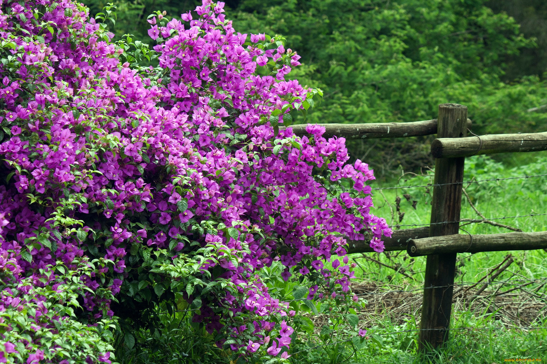 цветы, бугенвиллея, куст