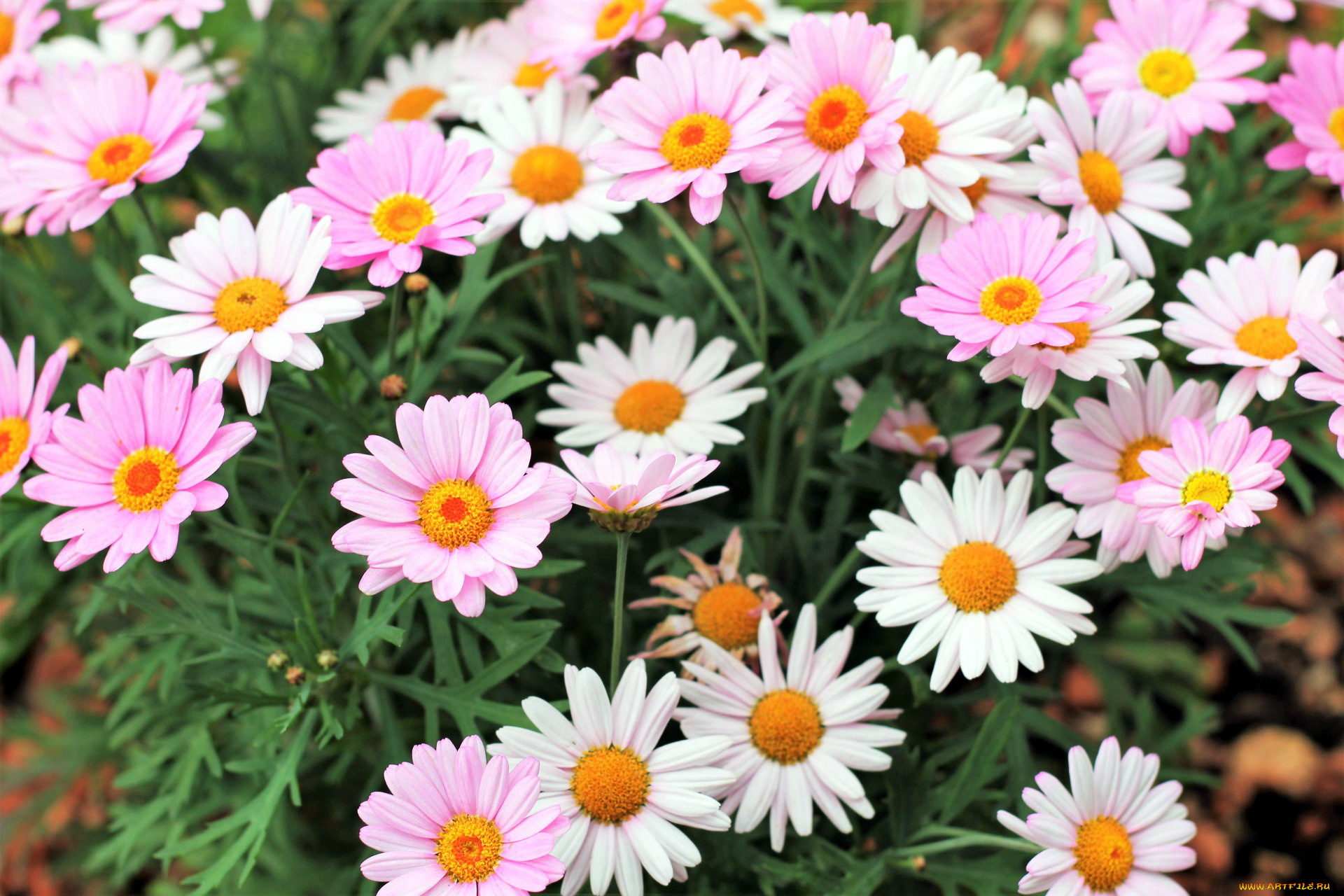 цветы, маргаритки, белый, розовый
