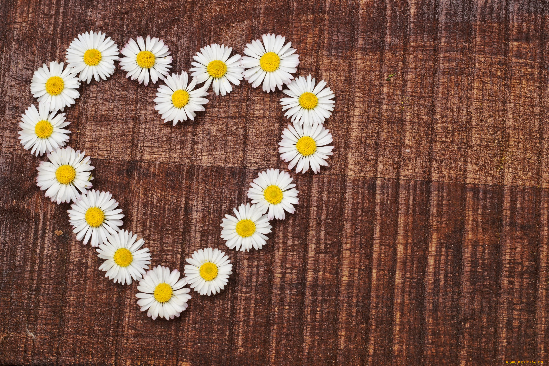 цветы, маргаритки, сердце