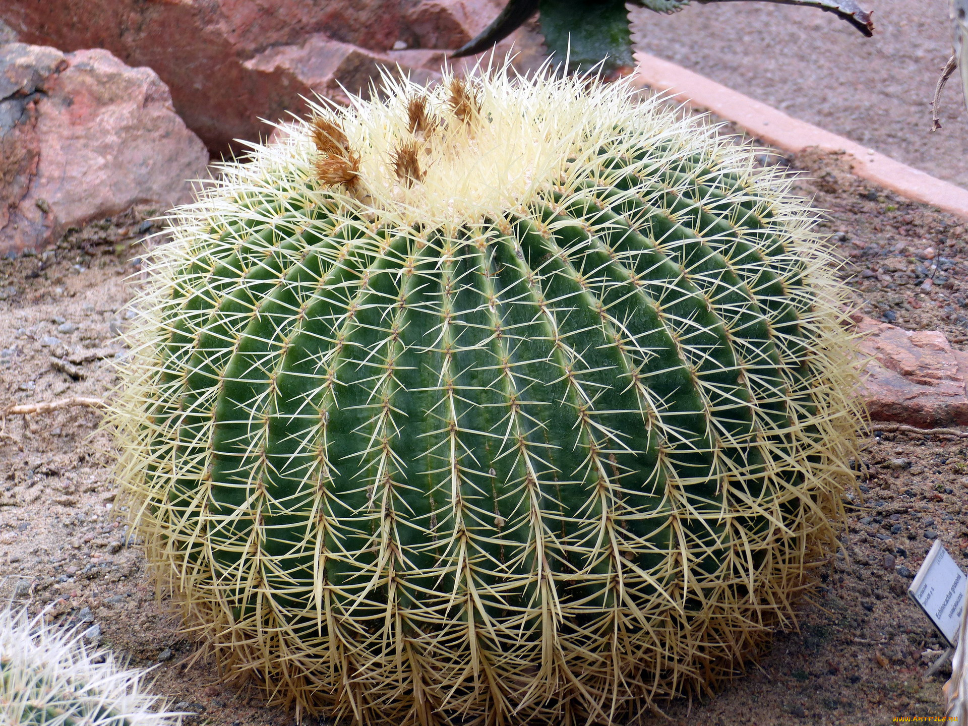 цветы, кактусы, колючки