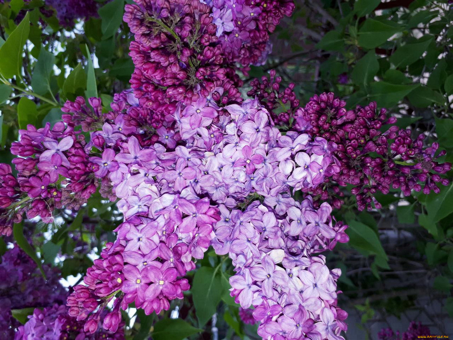 цветы, сирень, лиловый