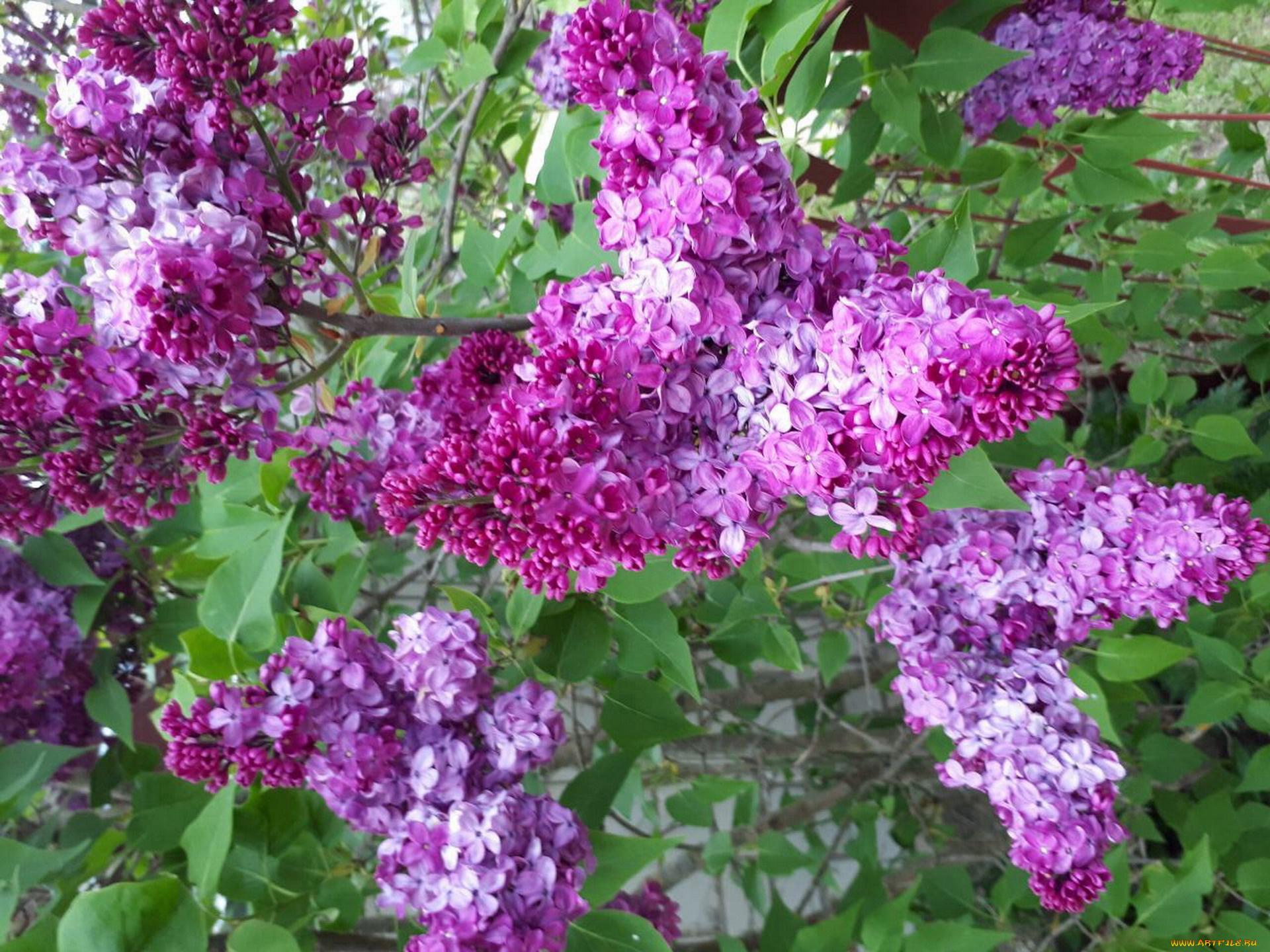 цветы, сирень, лиловый