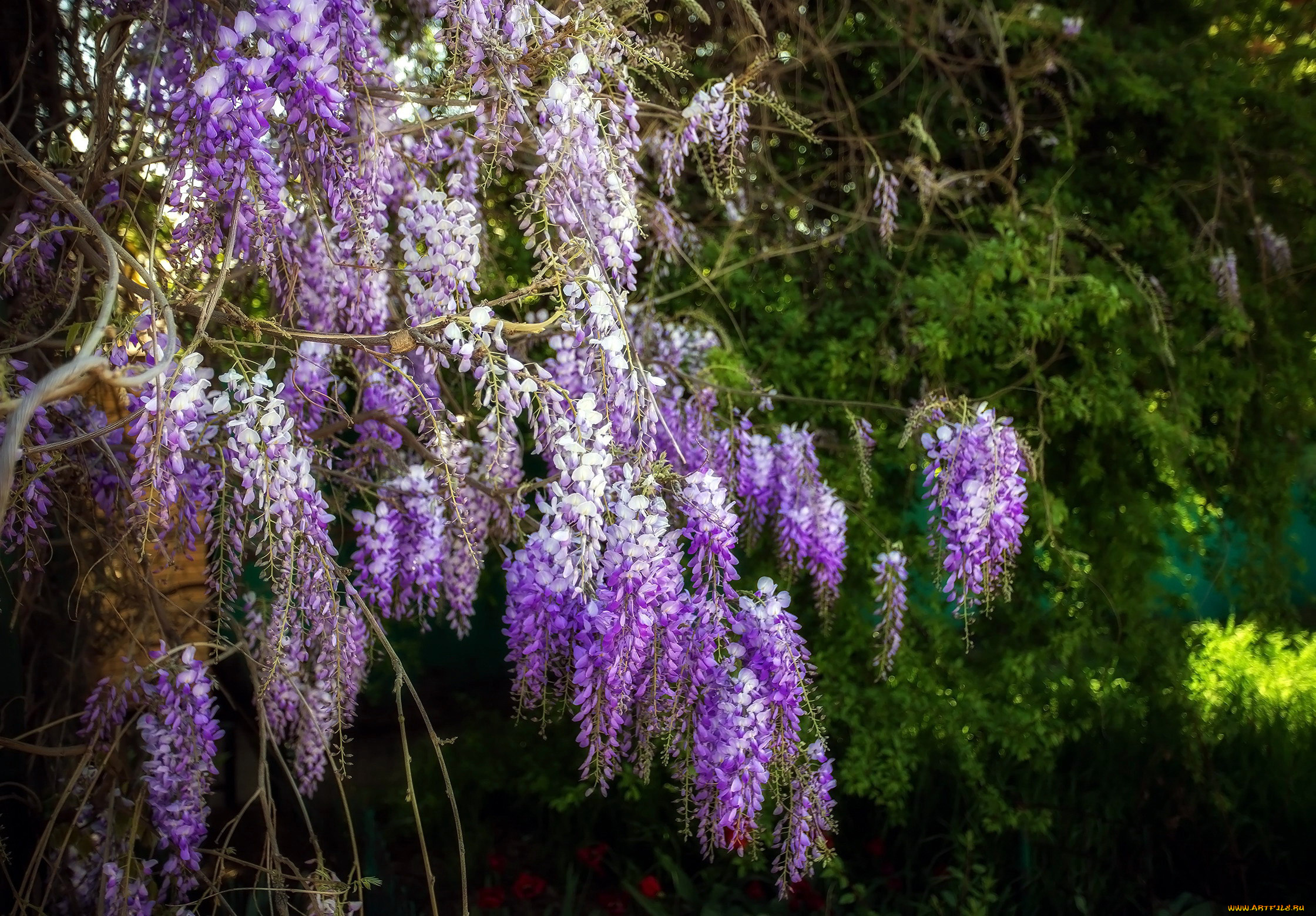 цветы, глициния, куст
