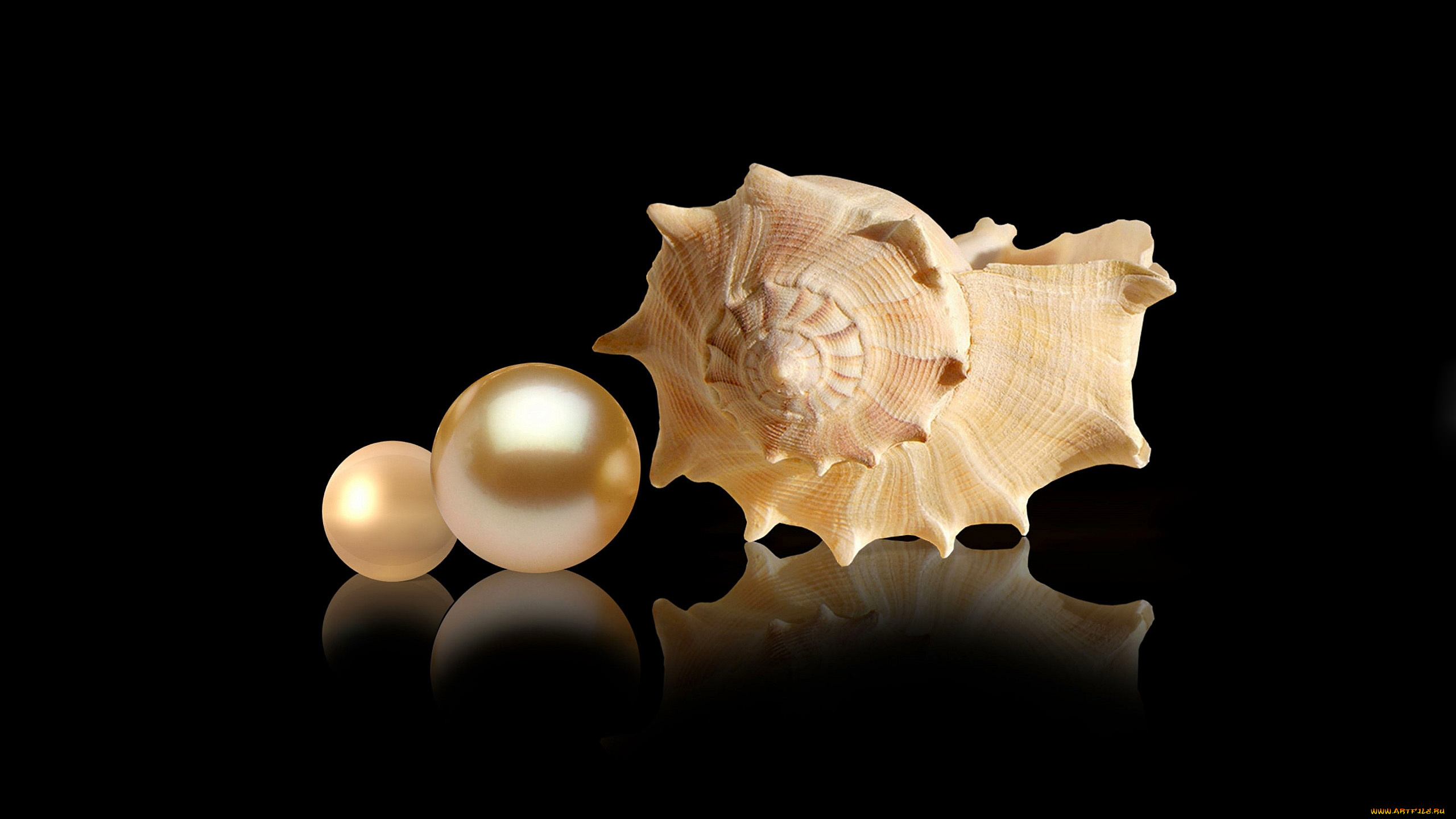 разное, ракушки, , кораллы, , декоративные, и, spa-камни, жемчужина, ракушка