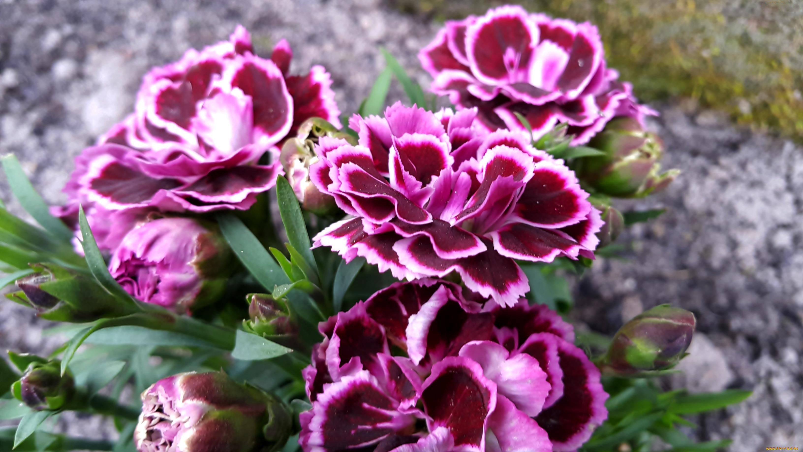 цветы, гвоздики, шабо