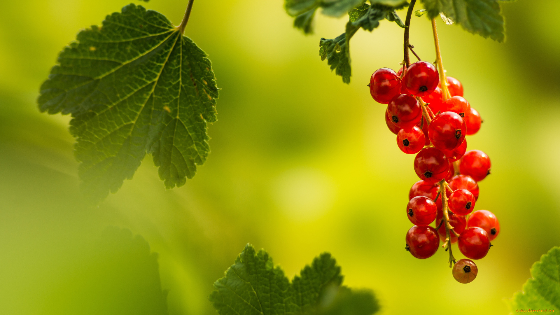 природа, ягоды, листья, красная, смородина, злёный, фон, боке