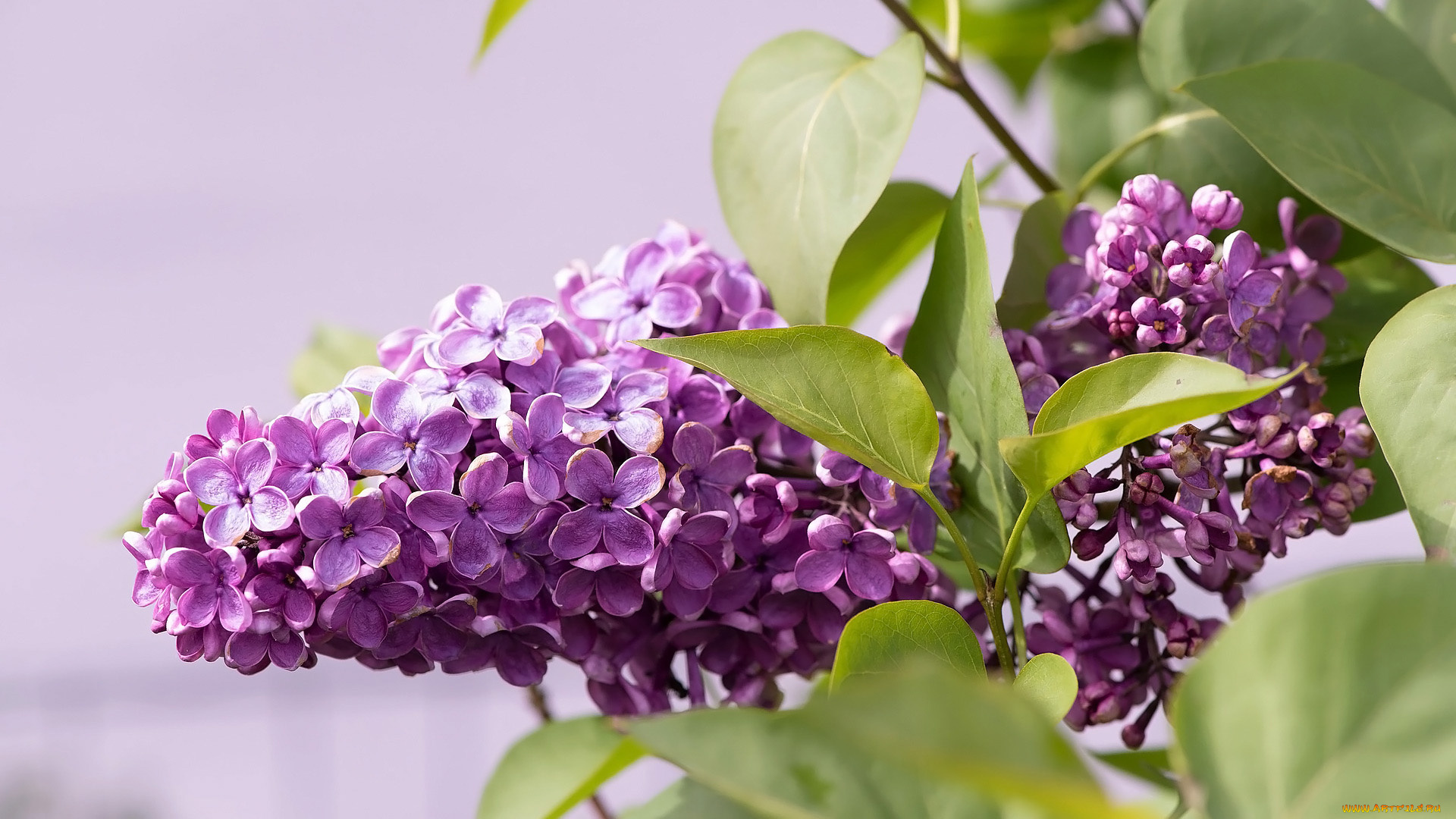 цветы, сирень, весна, лиловая, ветка