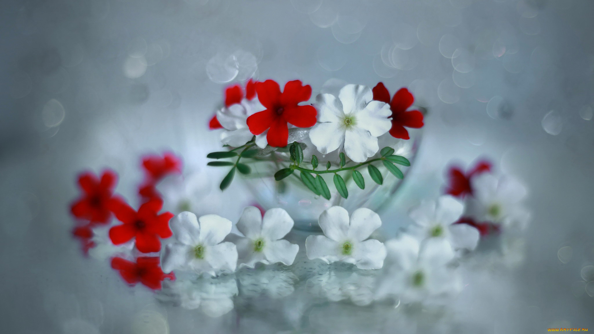 цветы, вербена, красная, белая