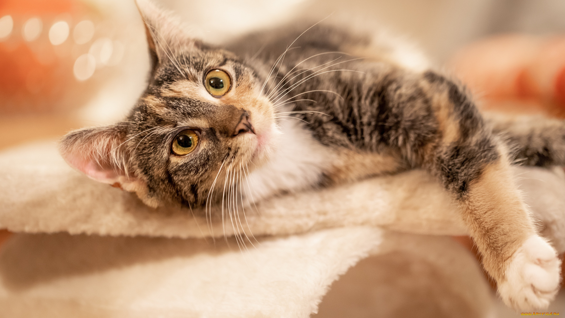 животные, коты, кот, кошка