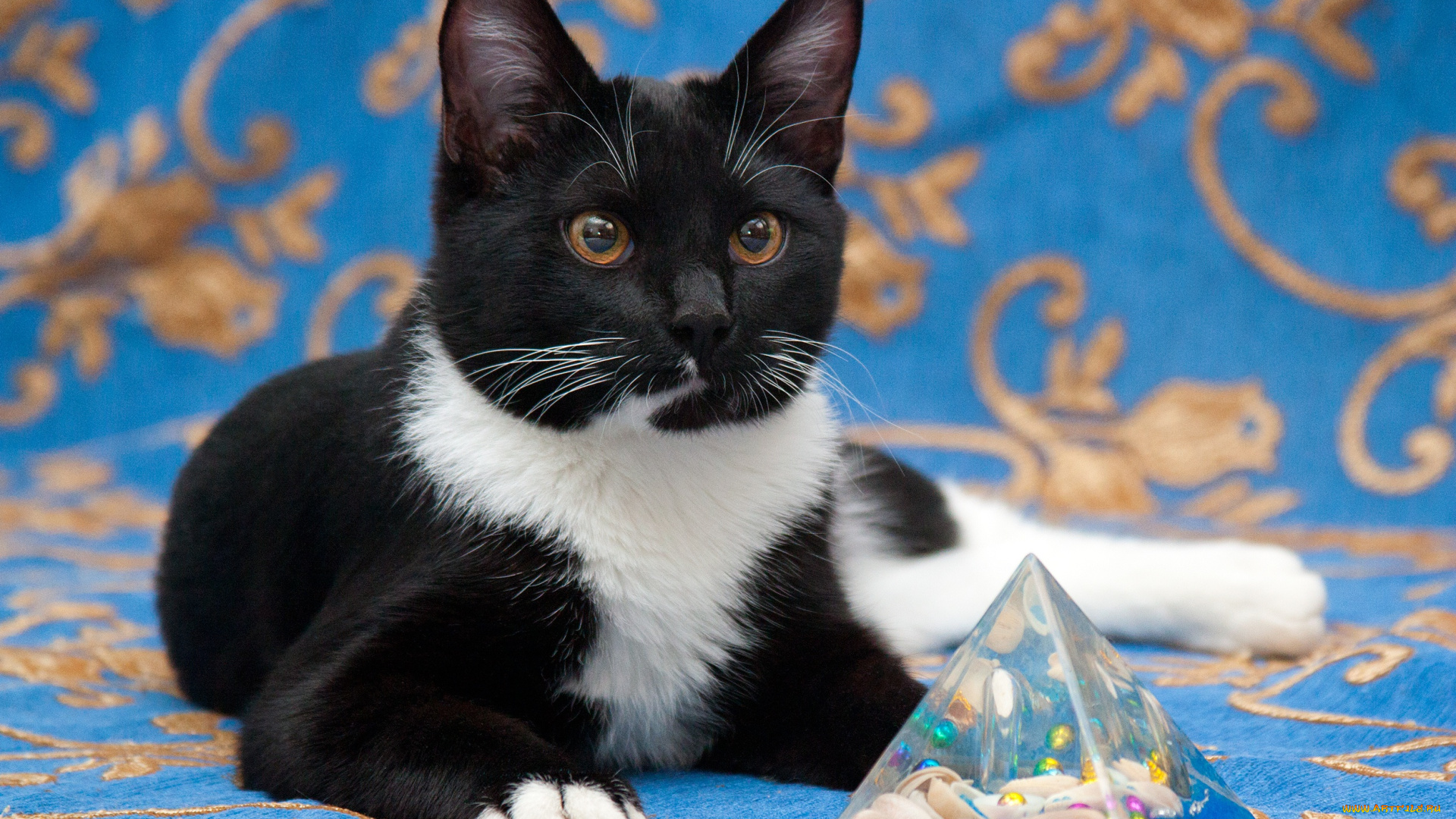 животные, коты, кот, кошка