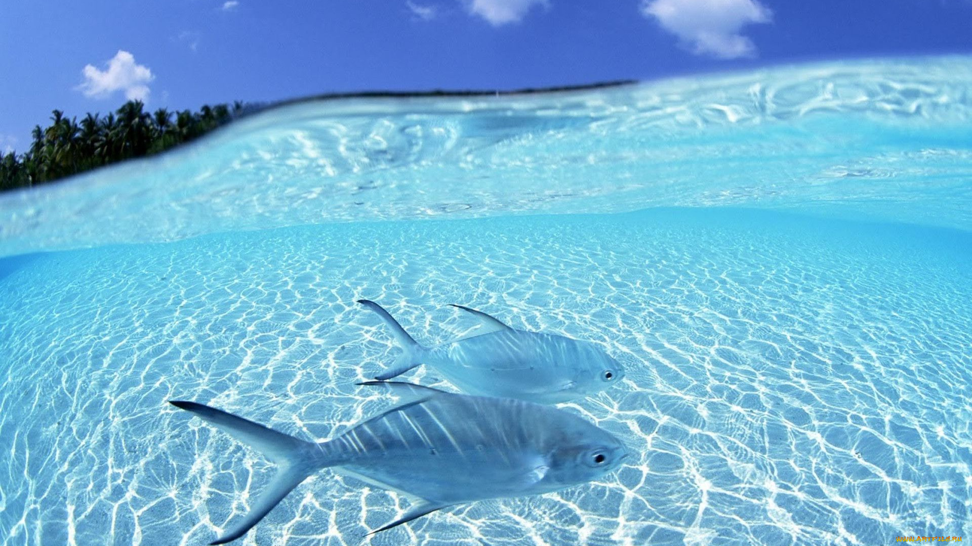 животные, рыбы