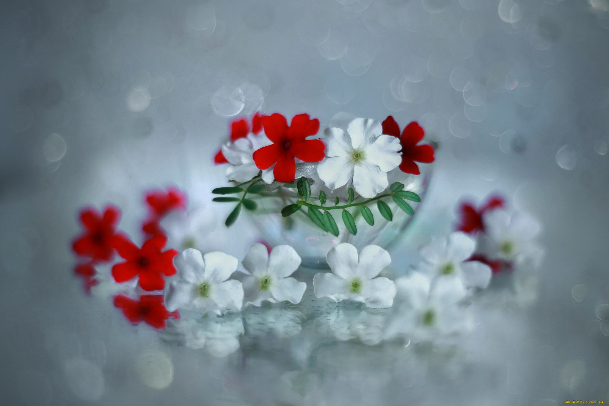 цветы, вербена, красная, белая