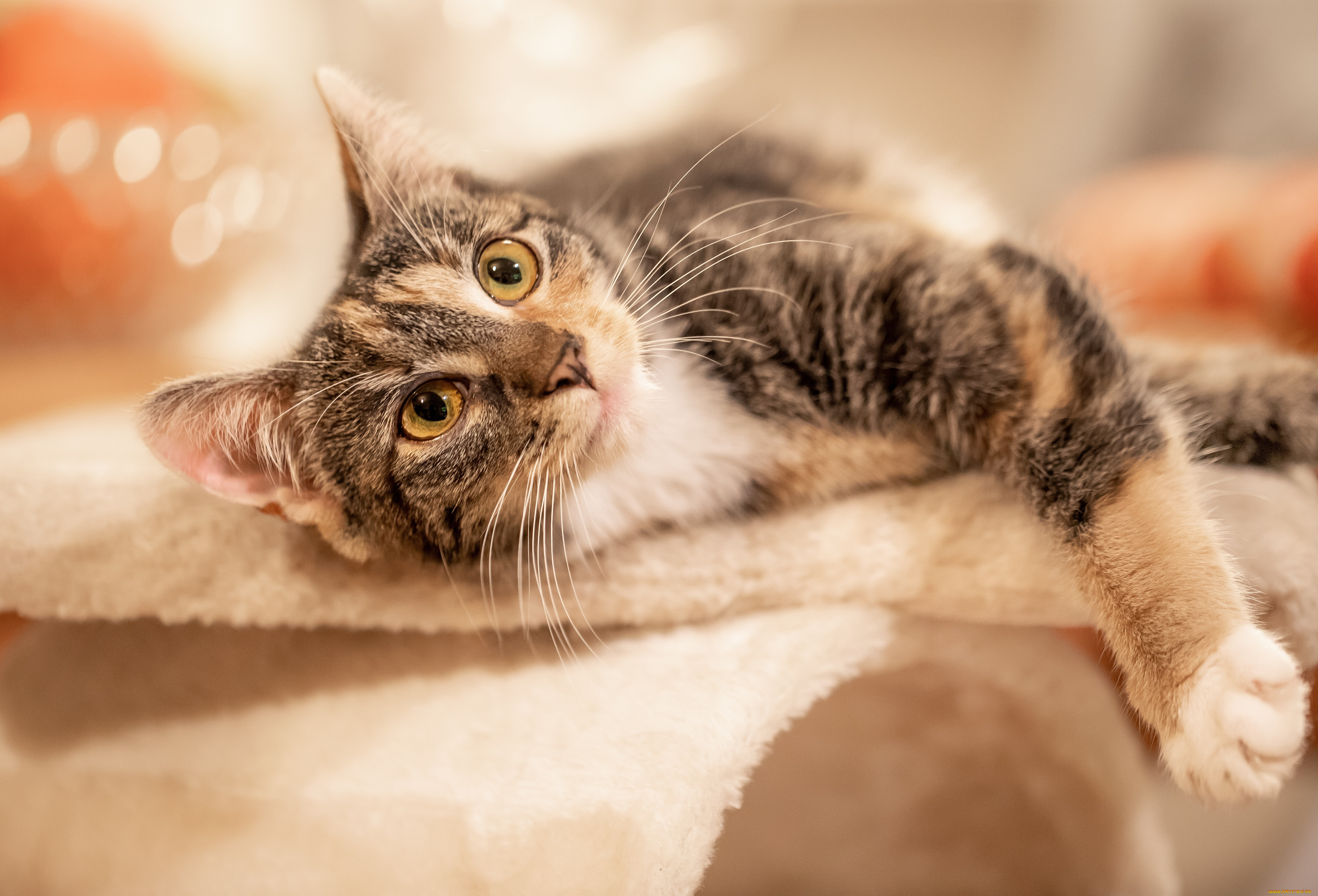 животные, коты, кот, кошка