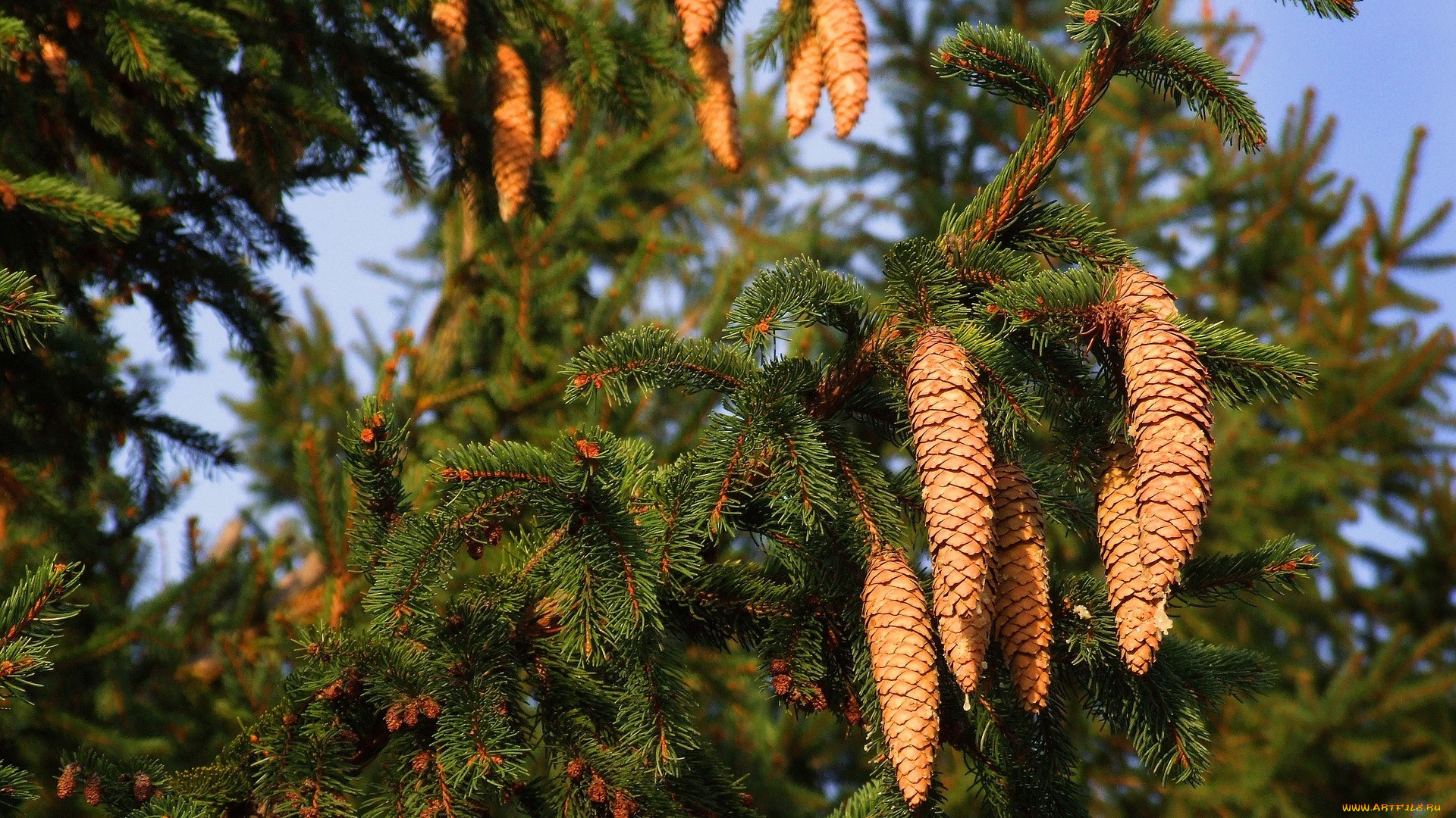 природа, шишки, , жёлуди, , каштаны