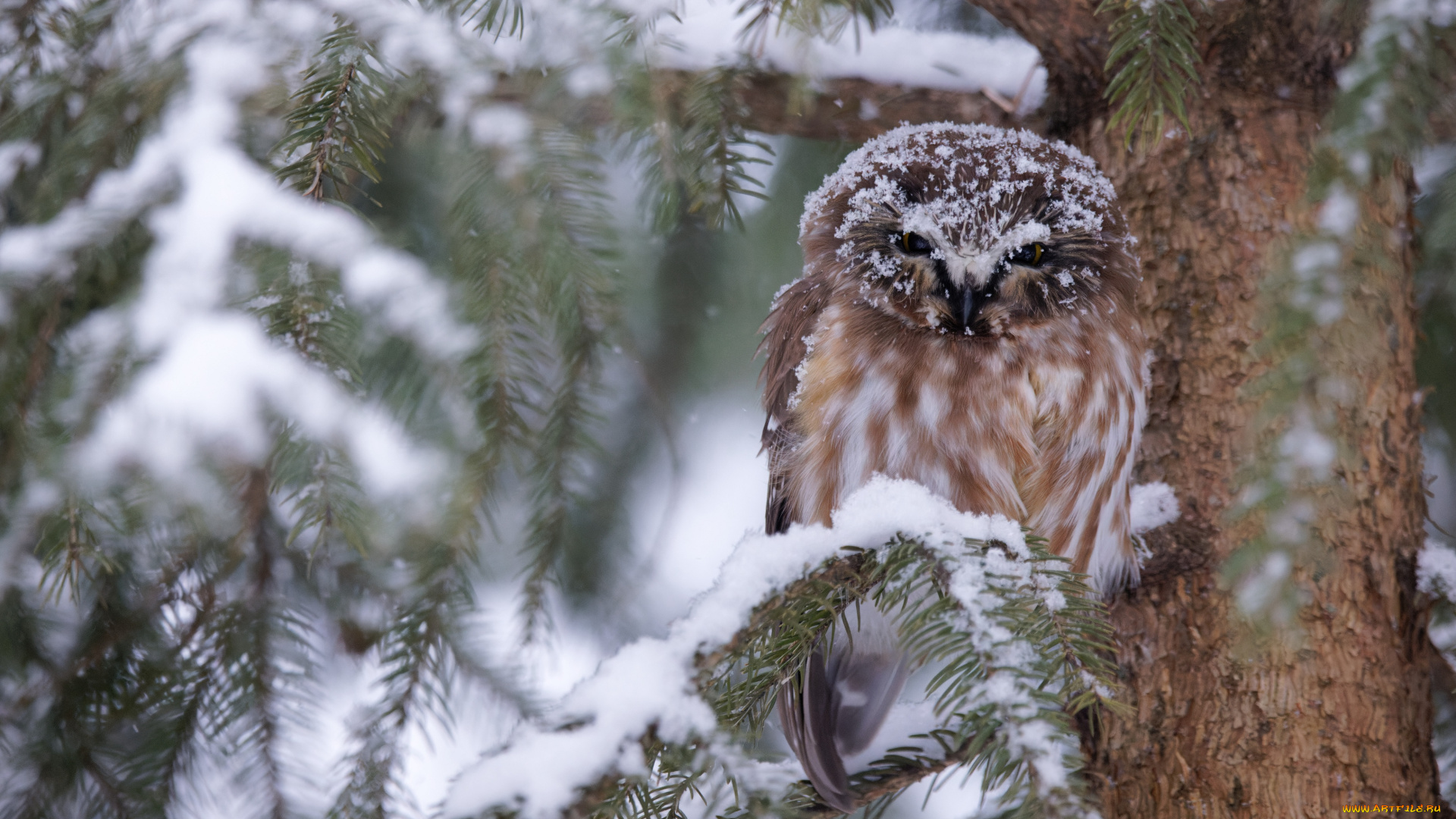 животные, совы, сова