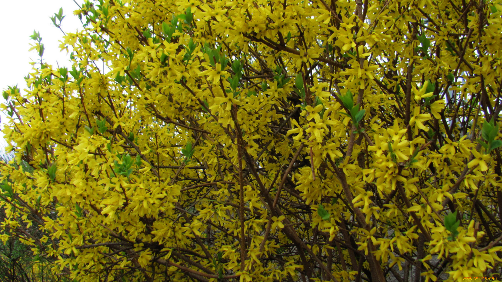 цветы, цветущие, деревья, , , кустарники, желтая, форзиция, куст