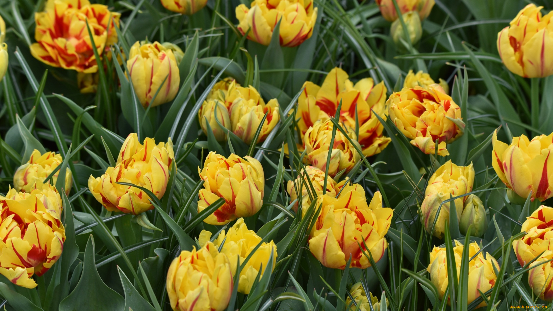 цветы, тюльпаны, пестрые, бутоны, много