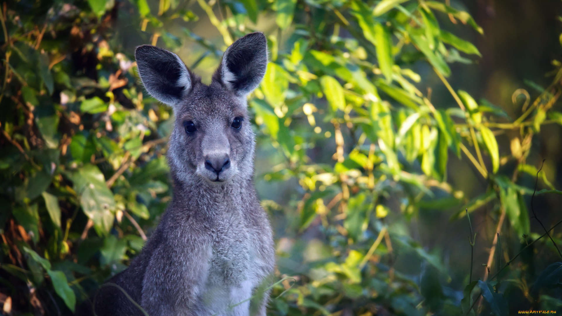животные, кенгуру