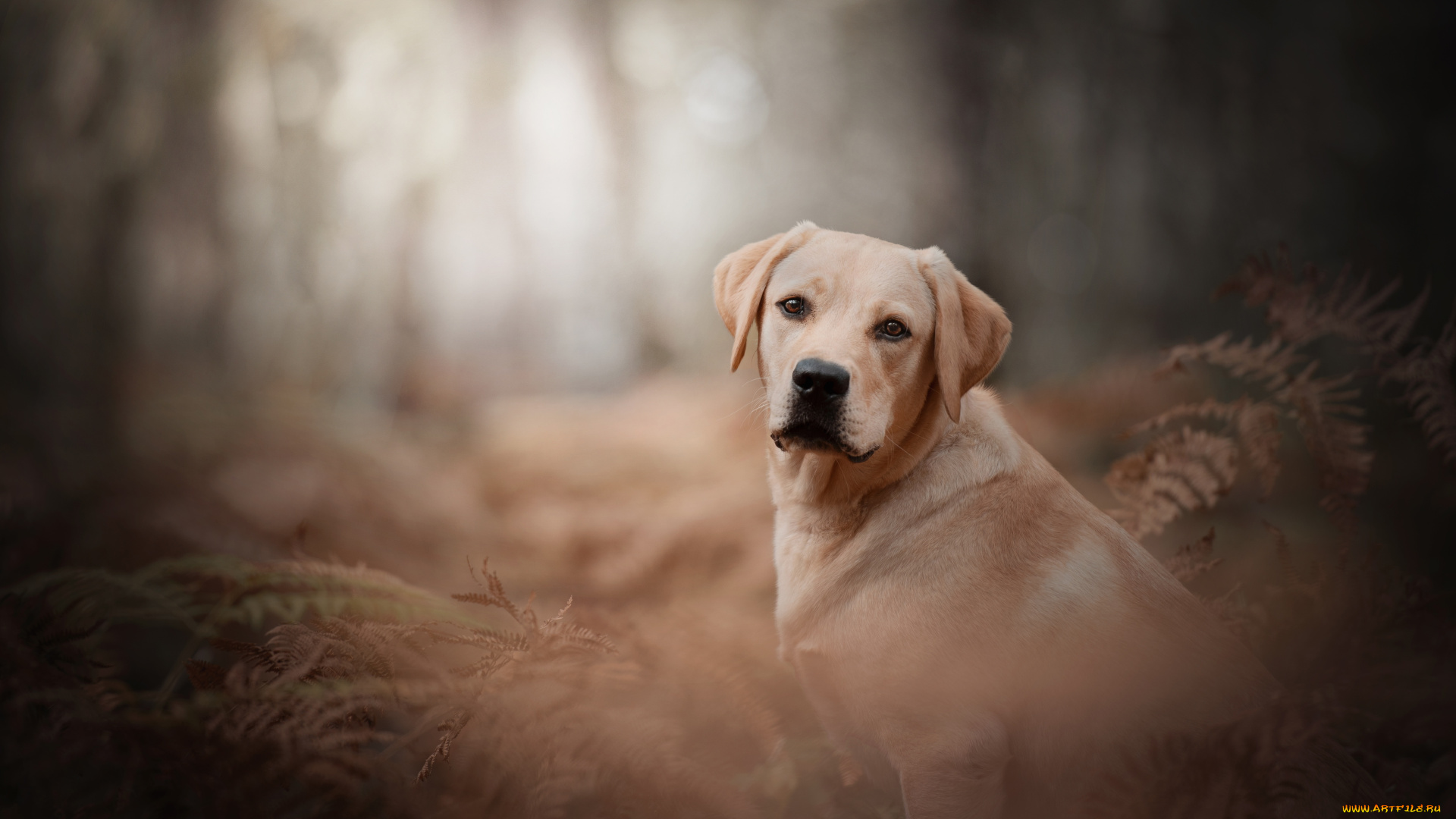 животные, собаки, пёс