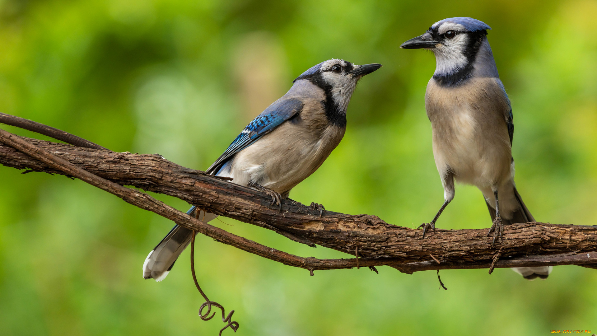 животные, сойки, птицы