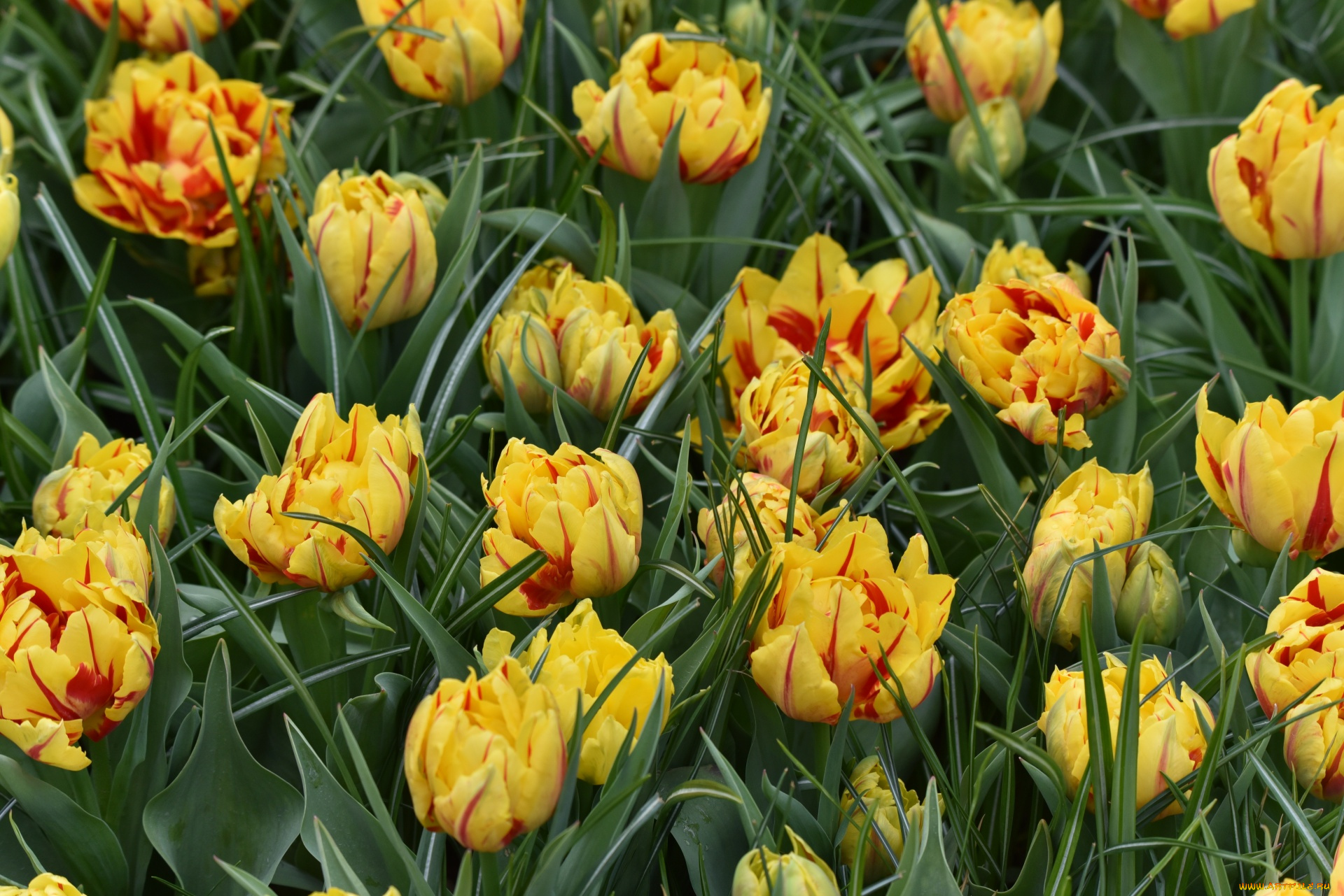 цветы, тюльпаны, пестрые, бутоны, много