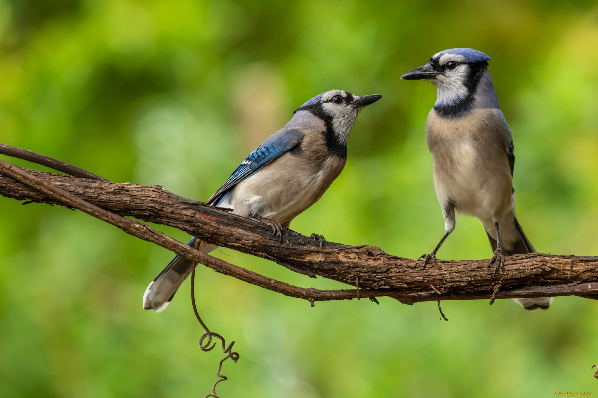 животные, сойки, птицы