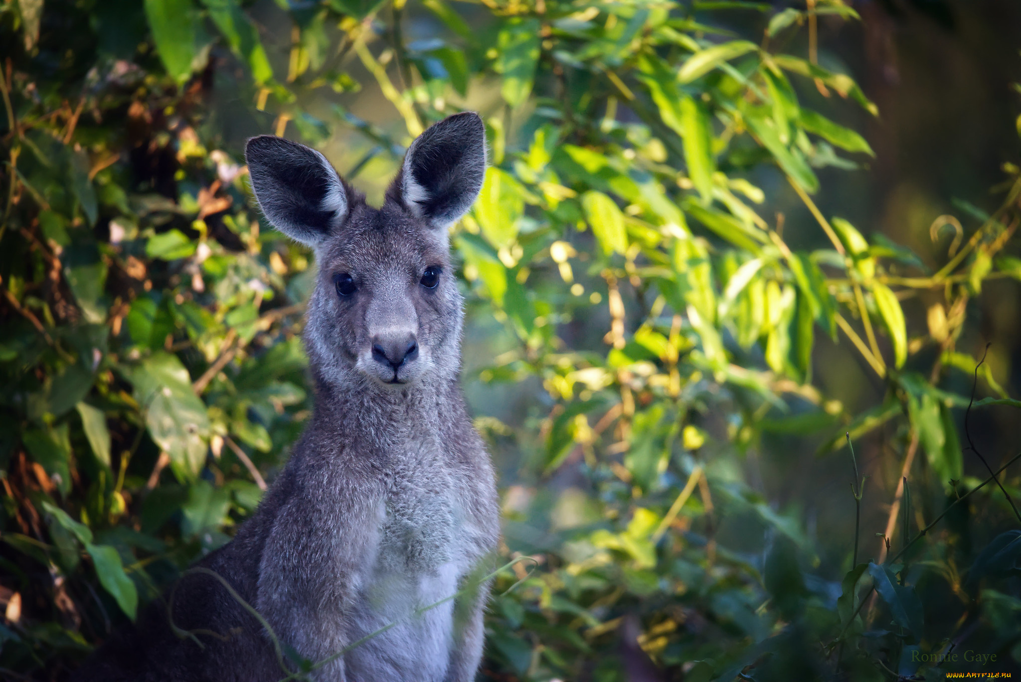 животные, кенгуру