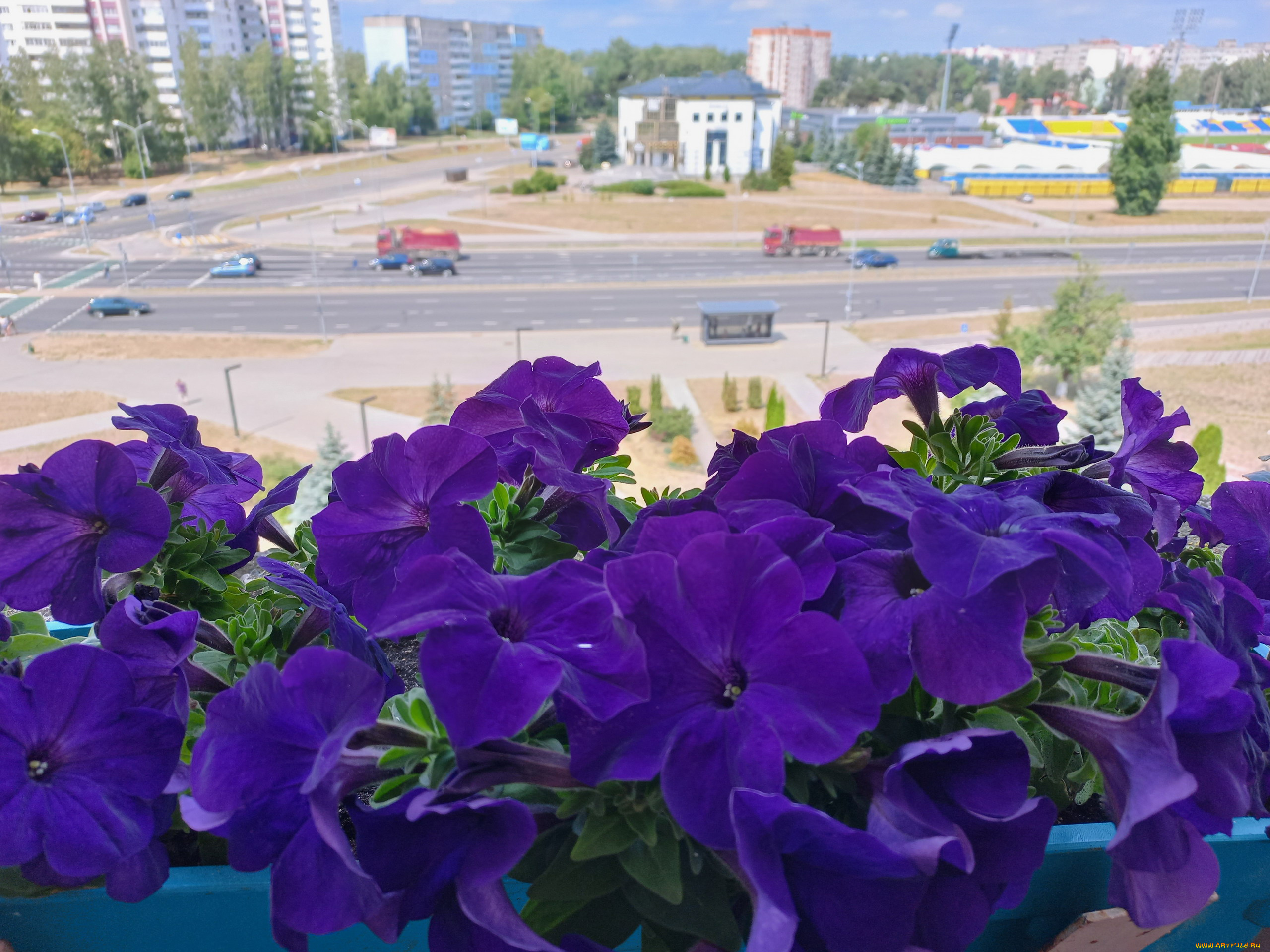 цветы, петунии, , калибрахоа, лиловый