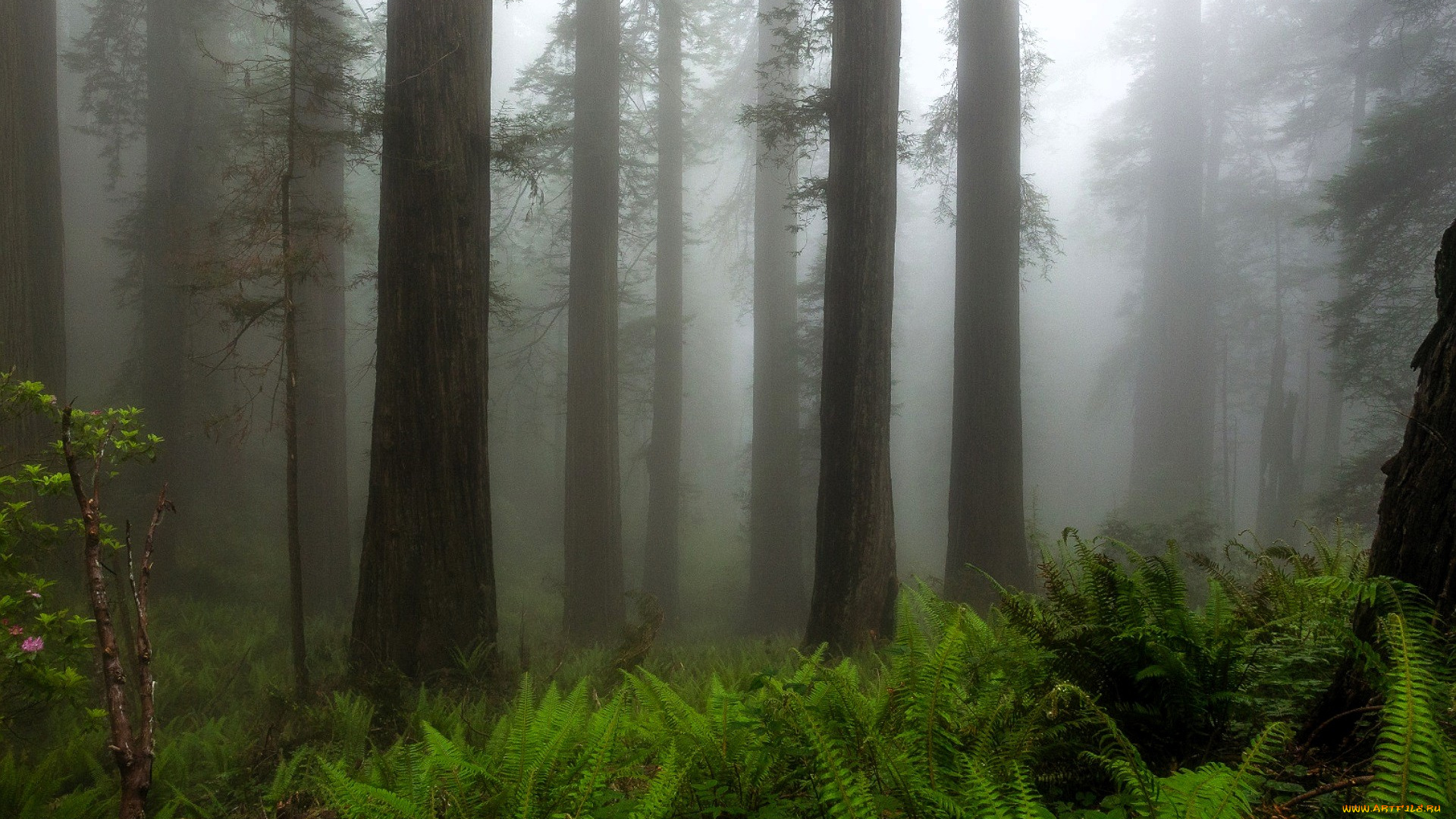 природа, лес, деревья, туман, папоротник