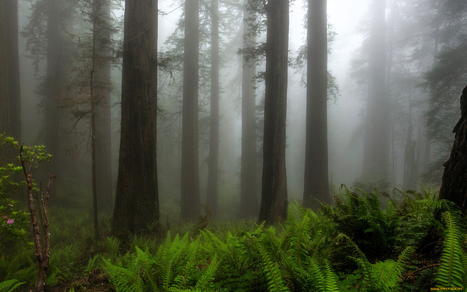 природа, лес, деревья, туман, папоротник