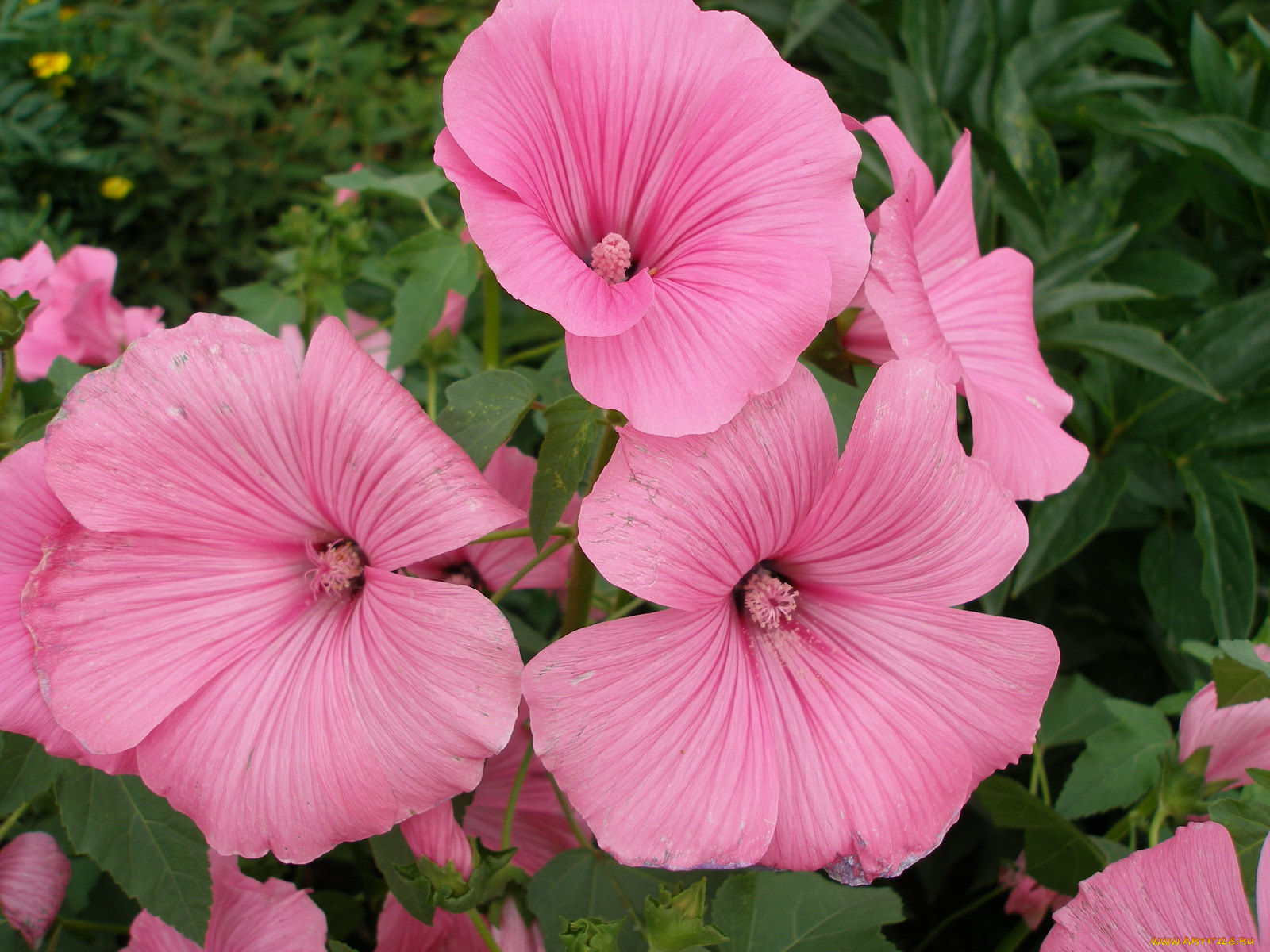 цветы, лаватера