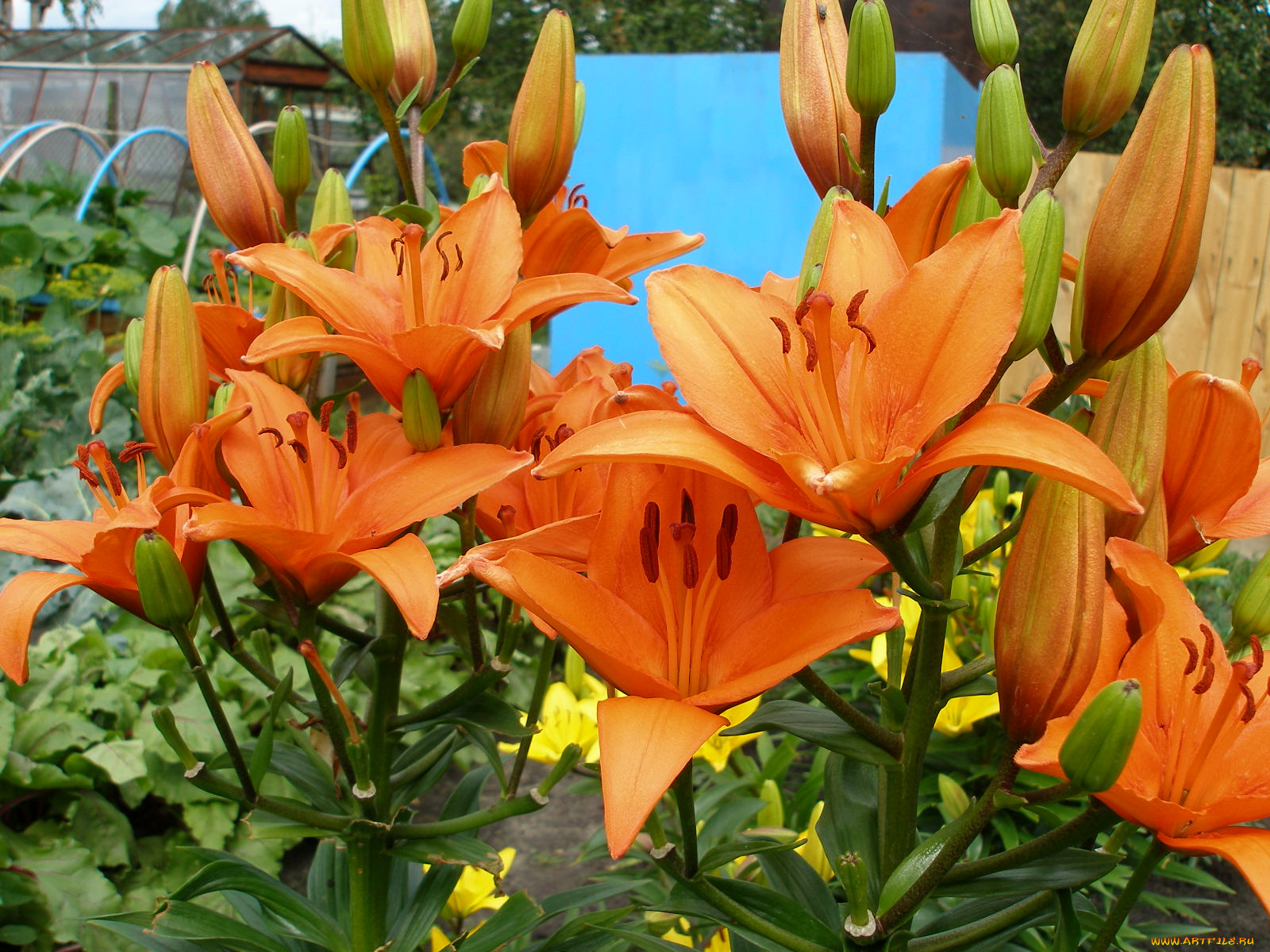 цветы, лилии, лилейники