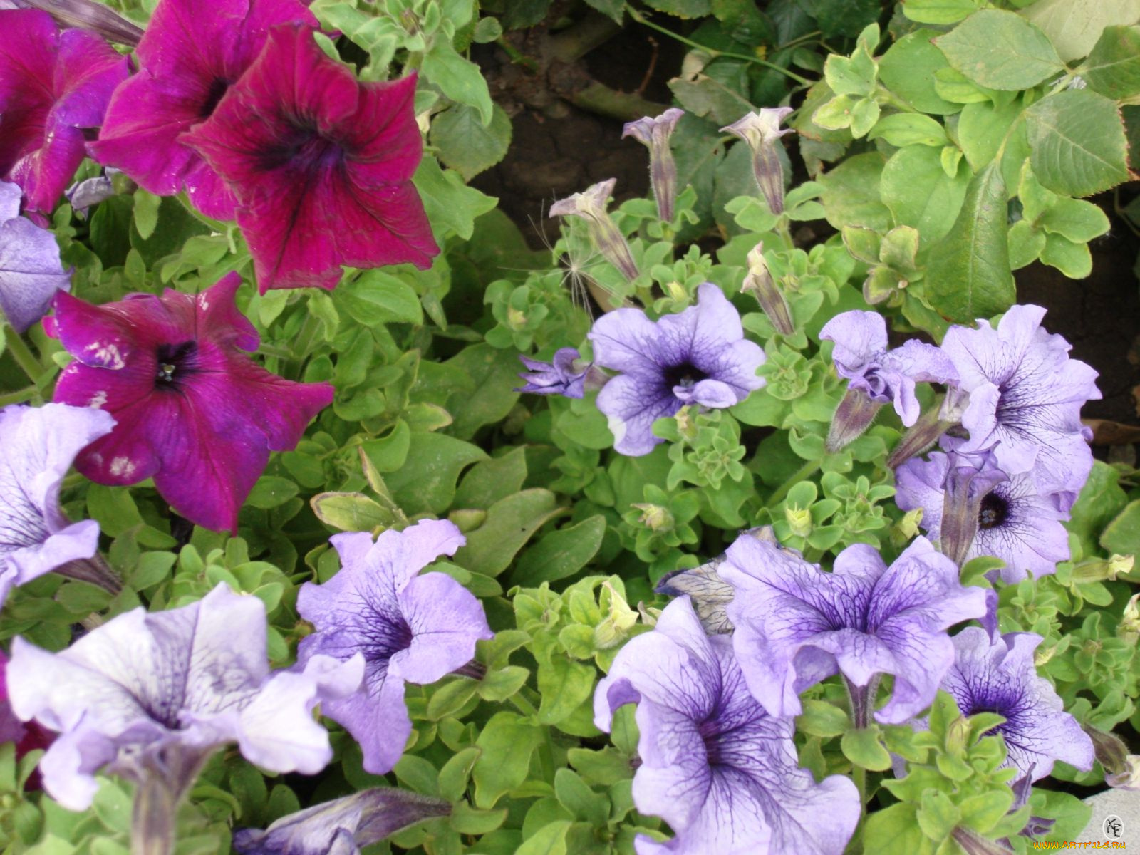 цветы, петунии, калибрахоа