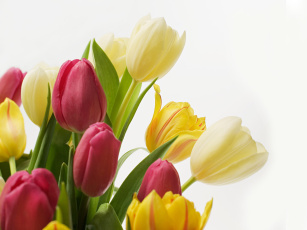 обоя цветы, тюльпаны