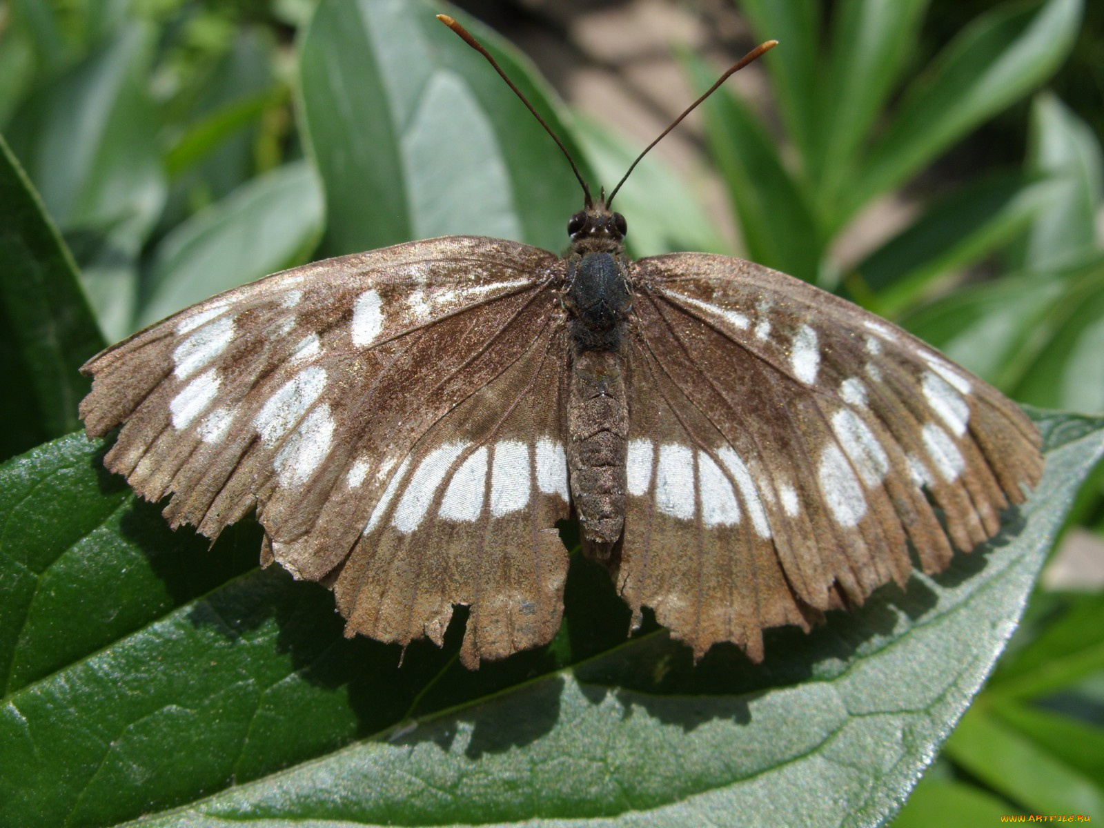 бабочки, животные