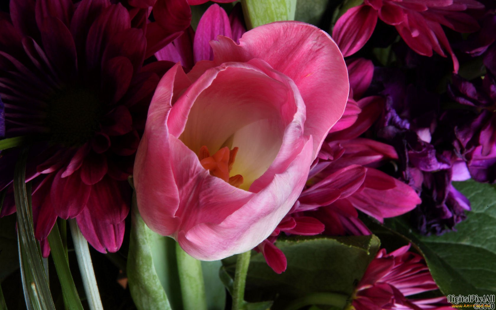 цветы, разные, вместе