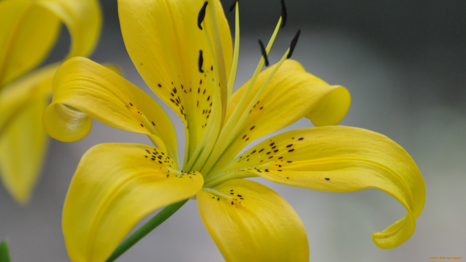 цветы, лилии, лилейники