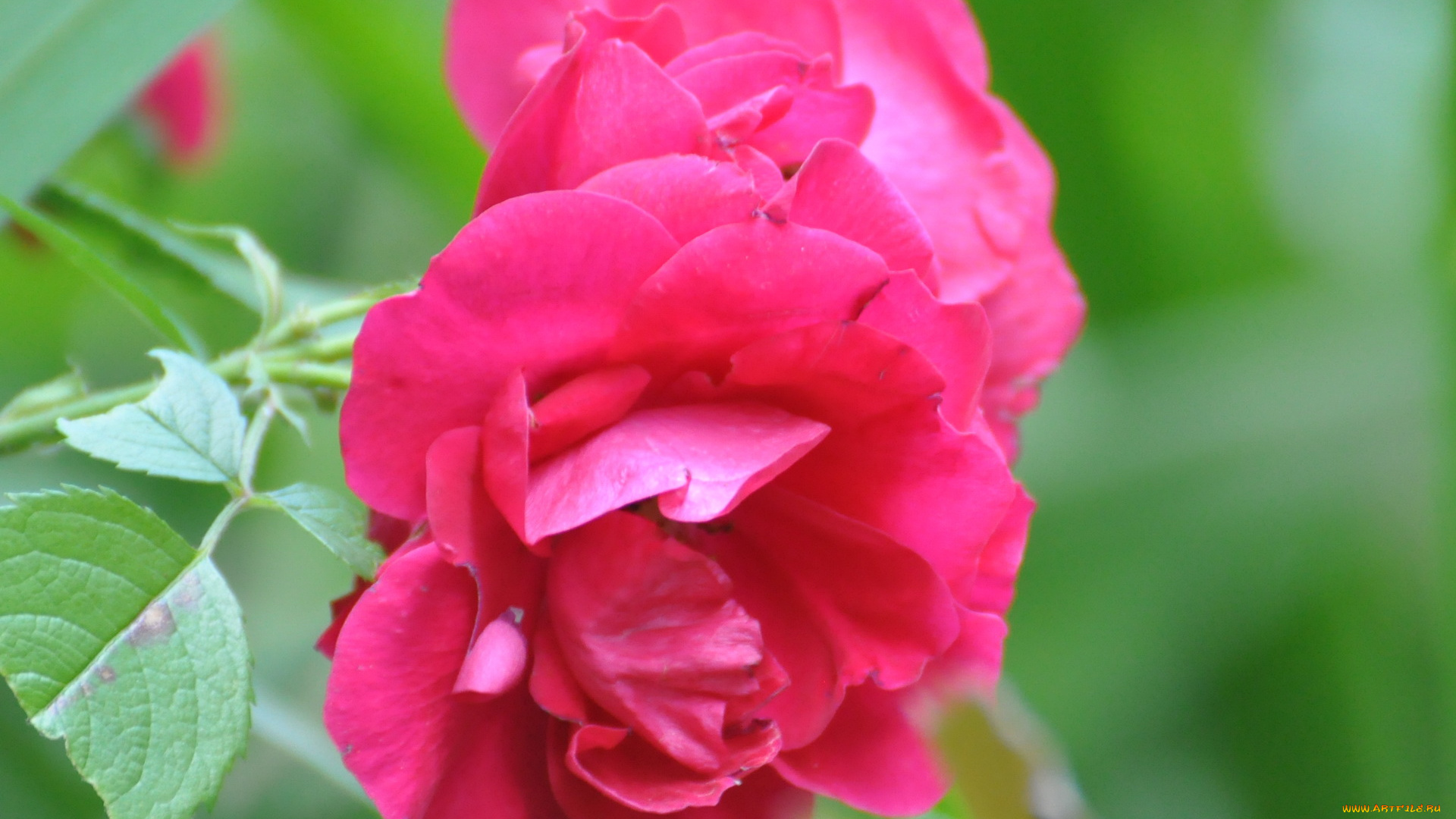 цветы, розы