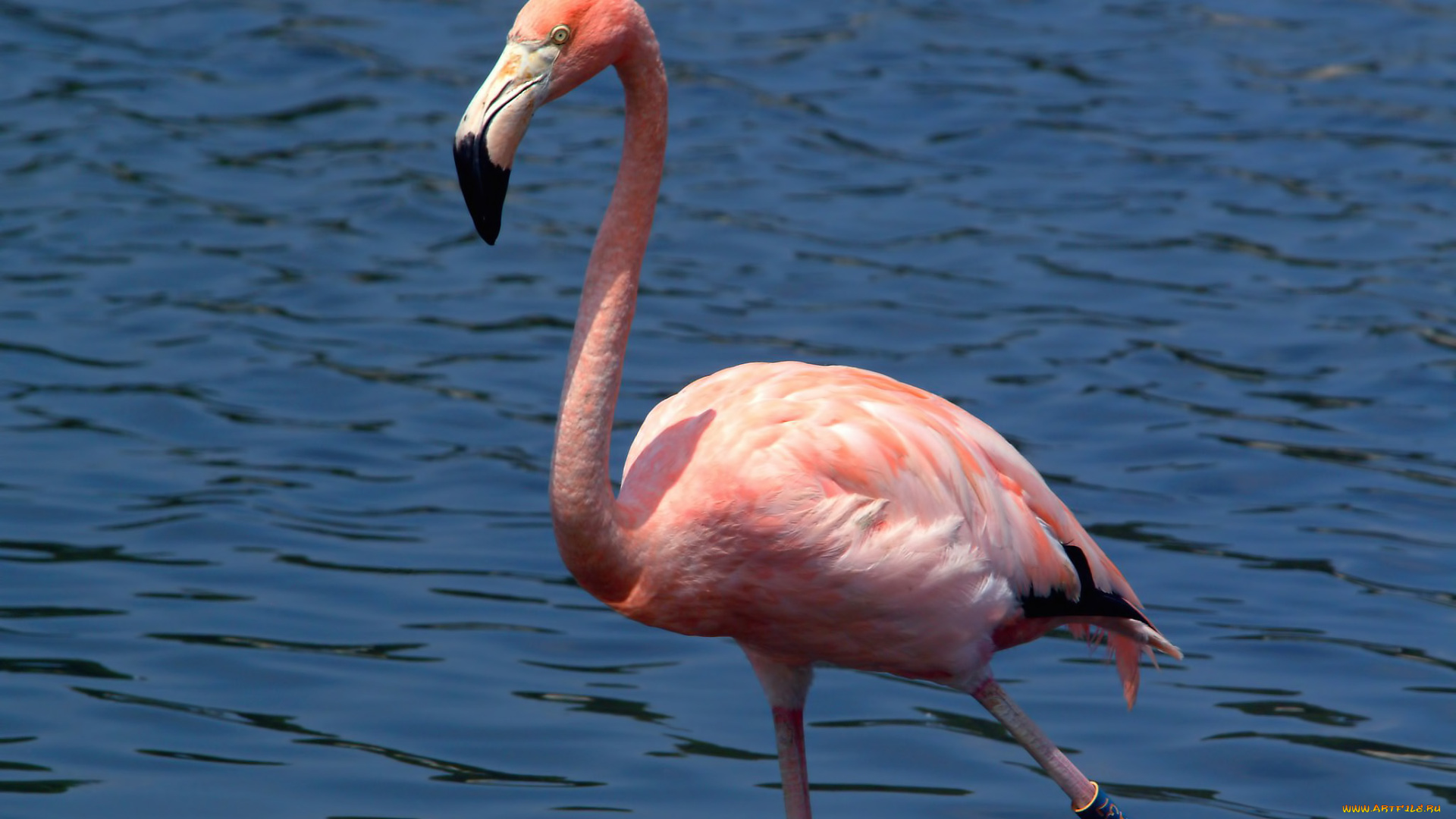 животные, фламинго