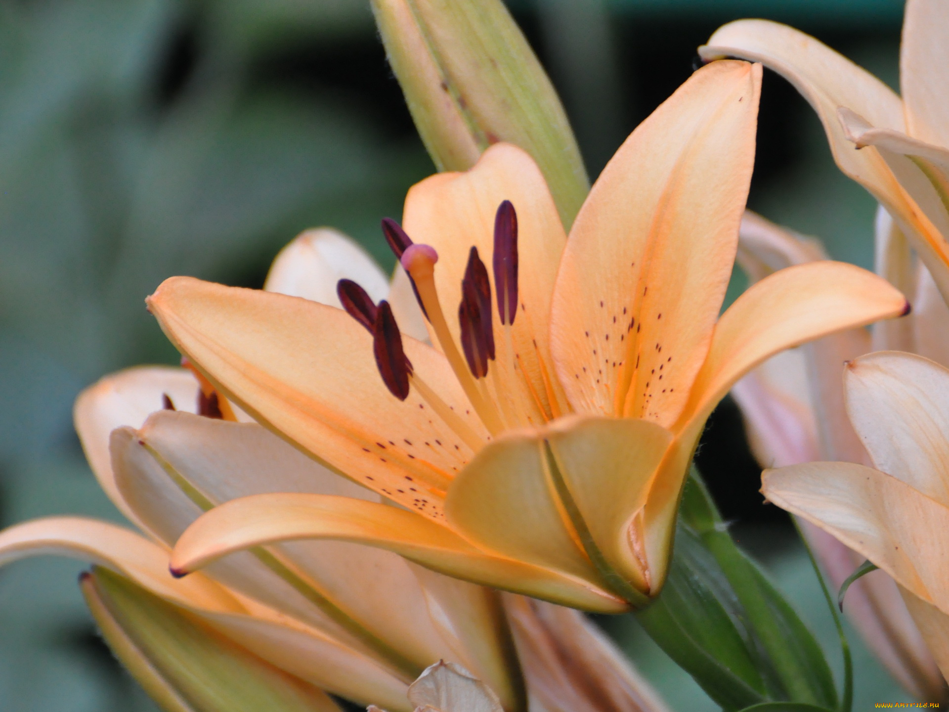 цветы, лилии, лилейники