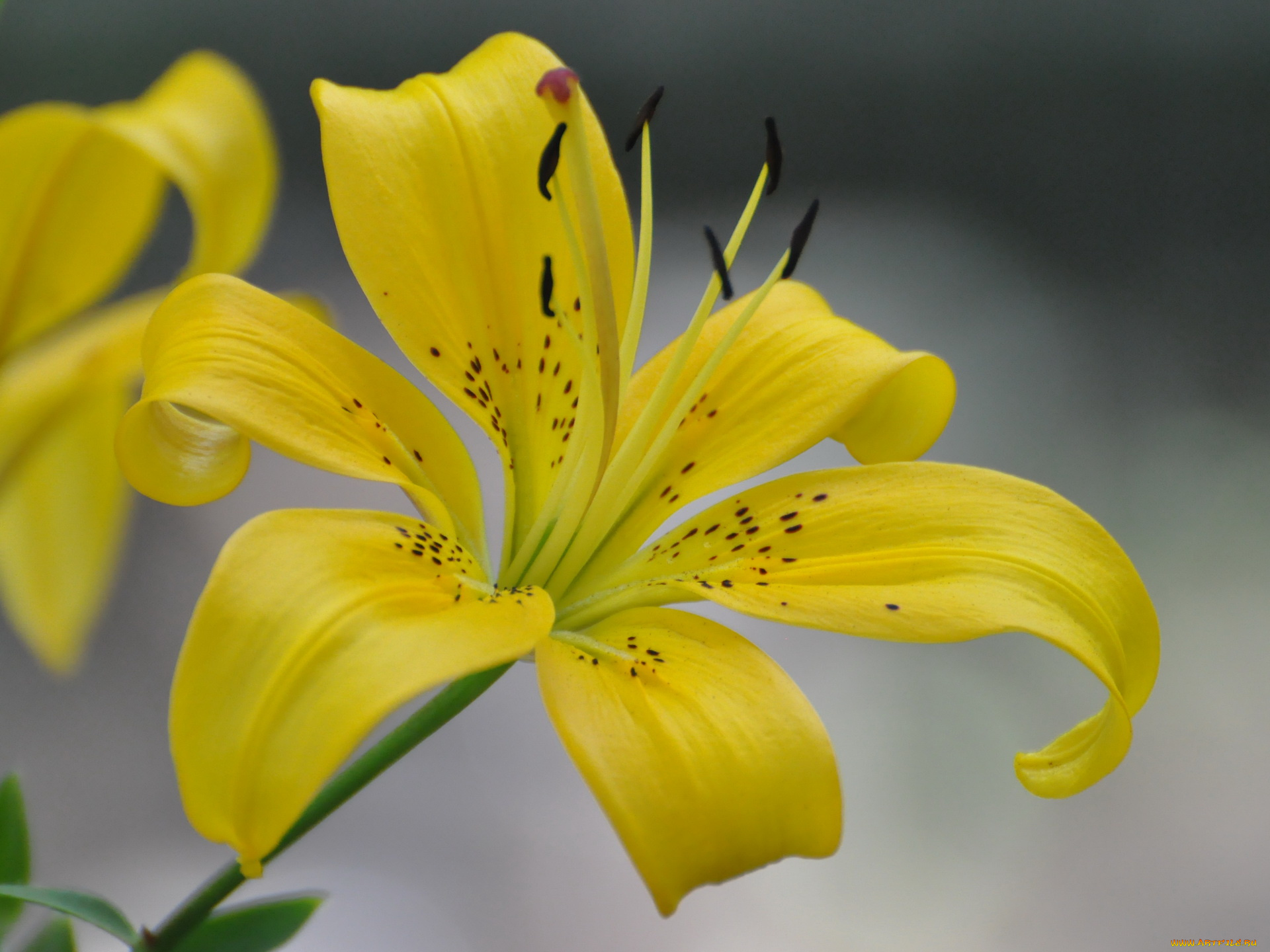 цветы, лилии, лилейники