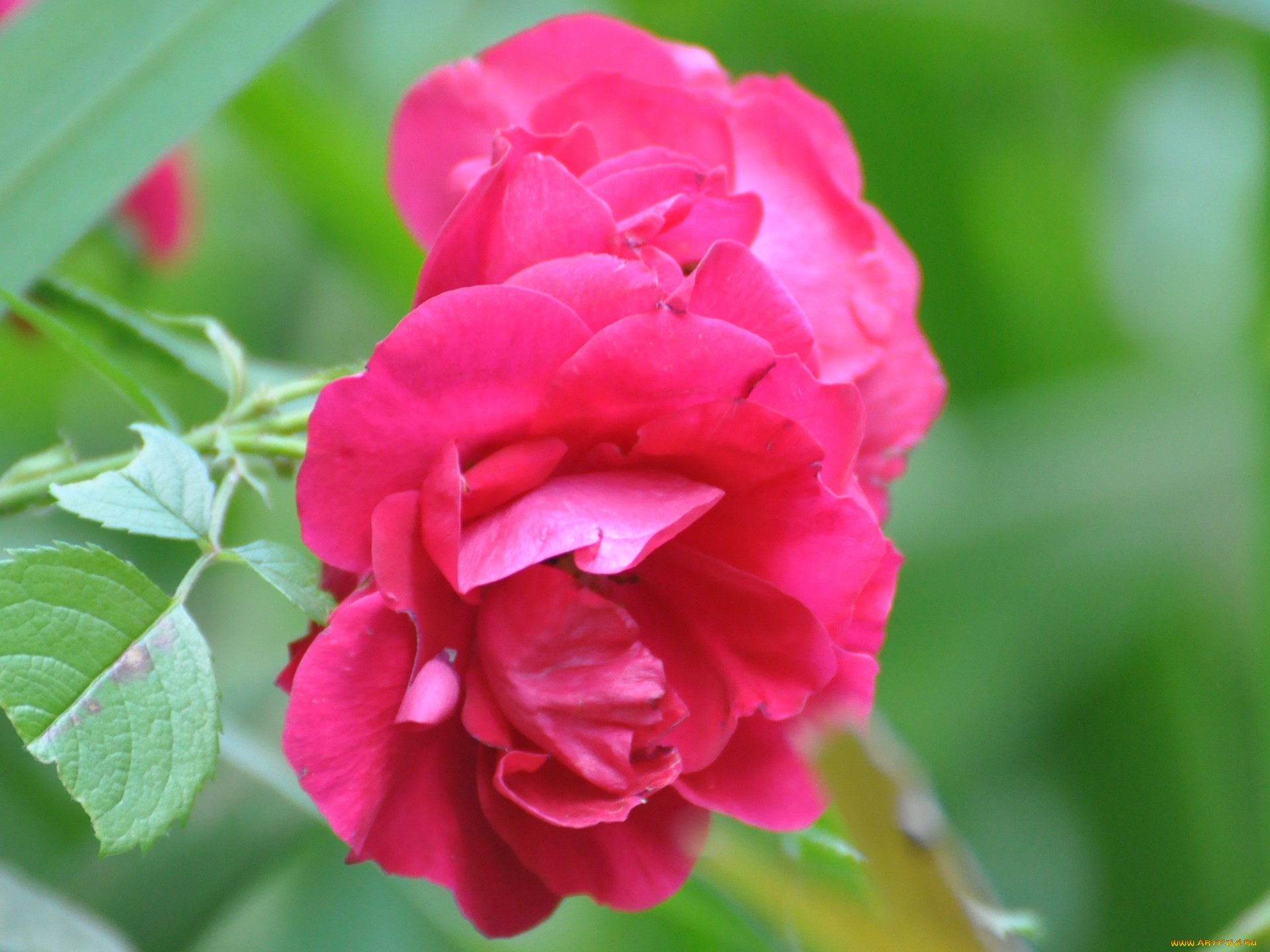 цветы, розы