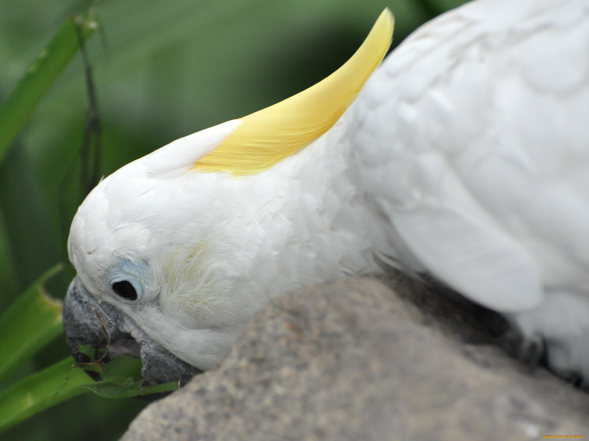 животные, попугаи