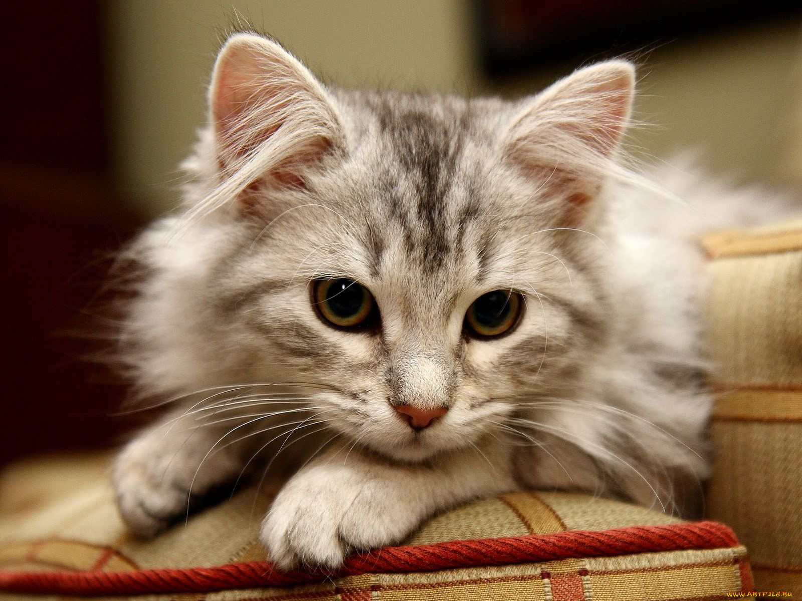 животные, коты