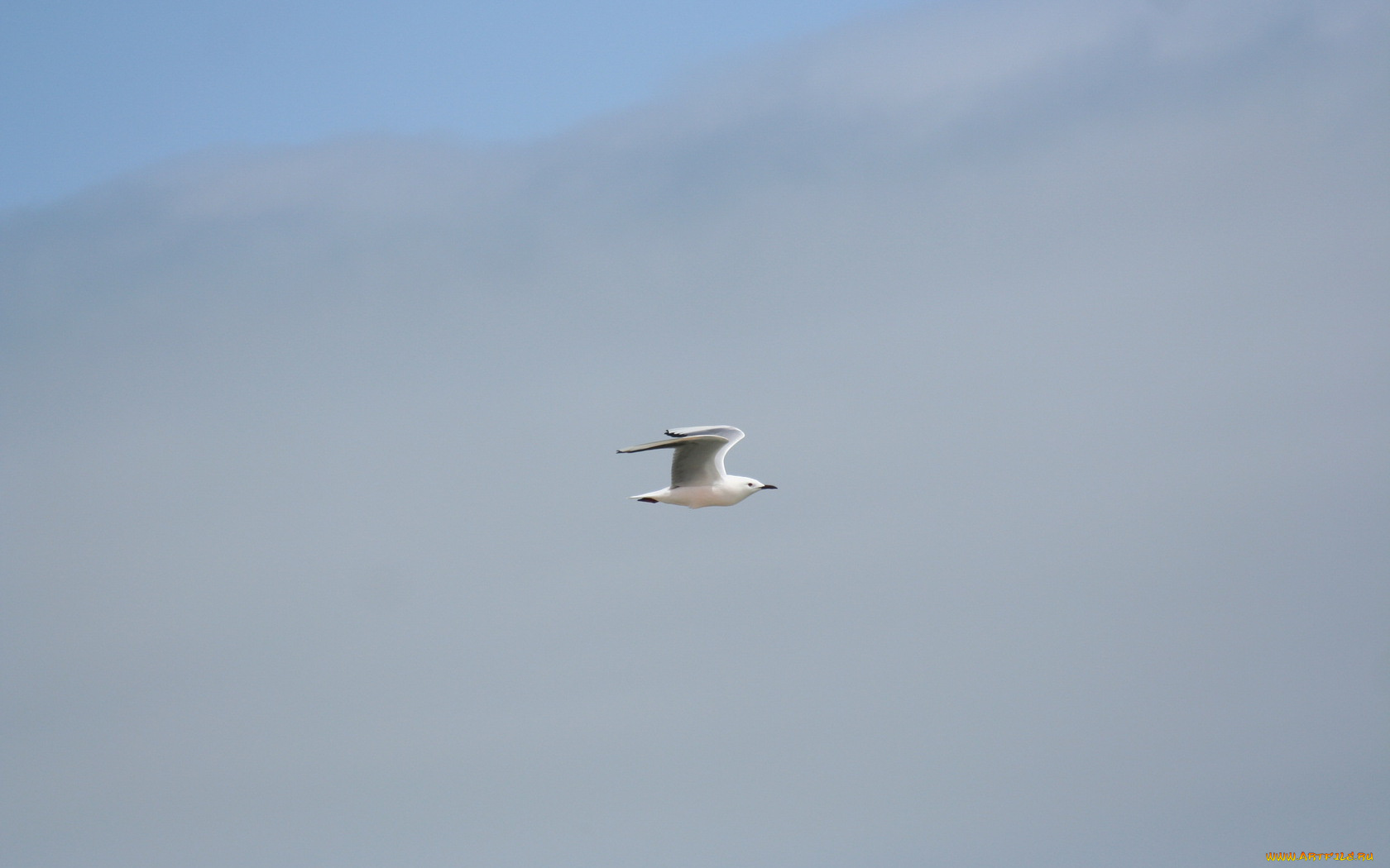 животные, Чайки, бакланы, крачки, простор, полёт